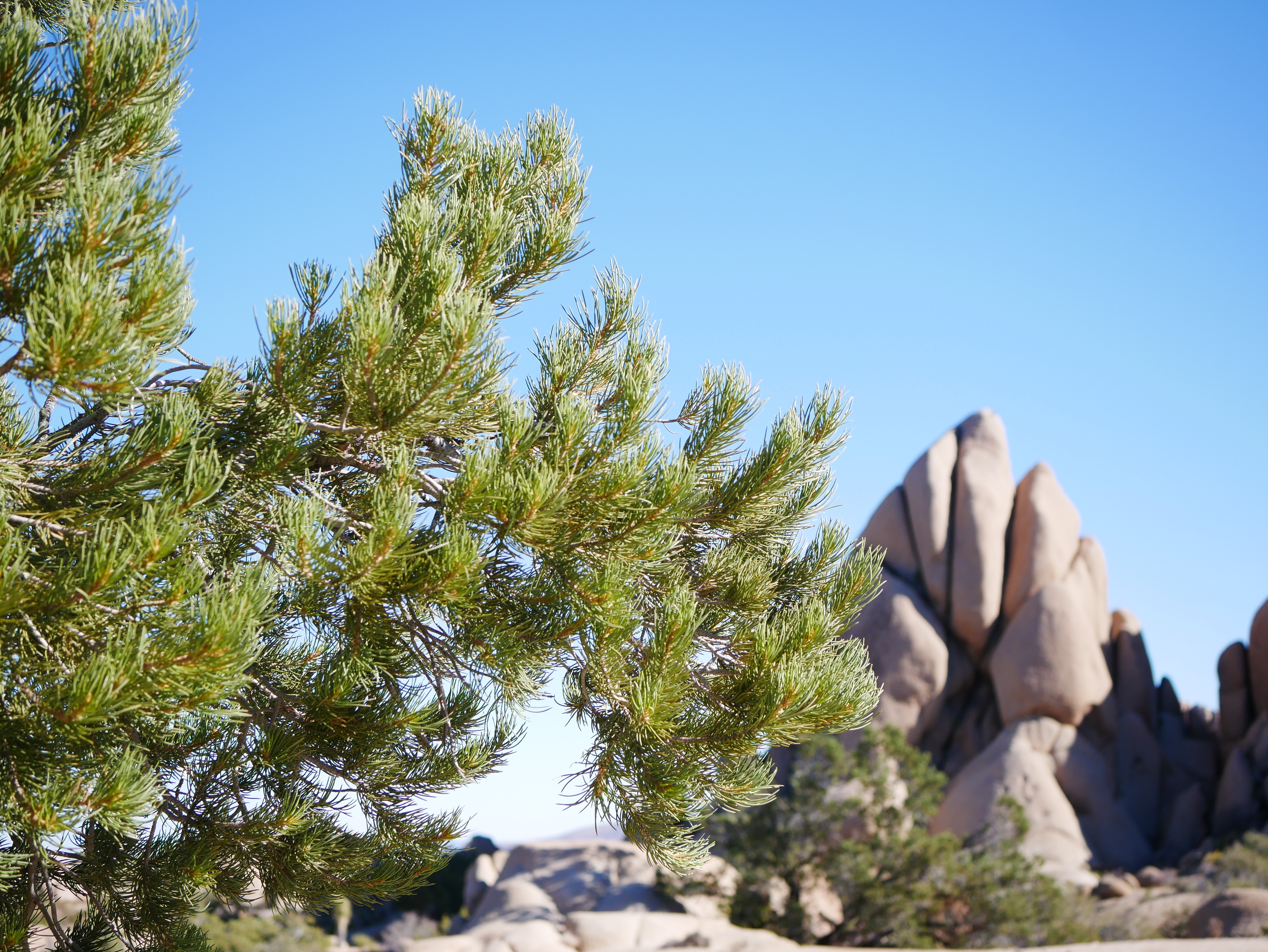 Single-leaf Pinyon — photo 24