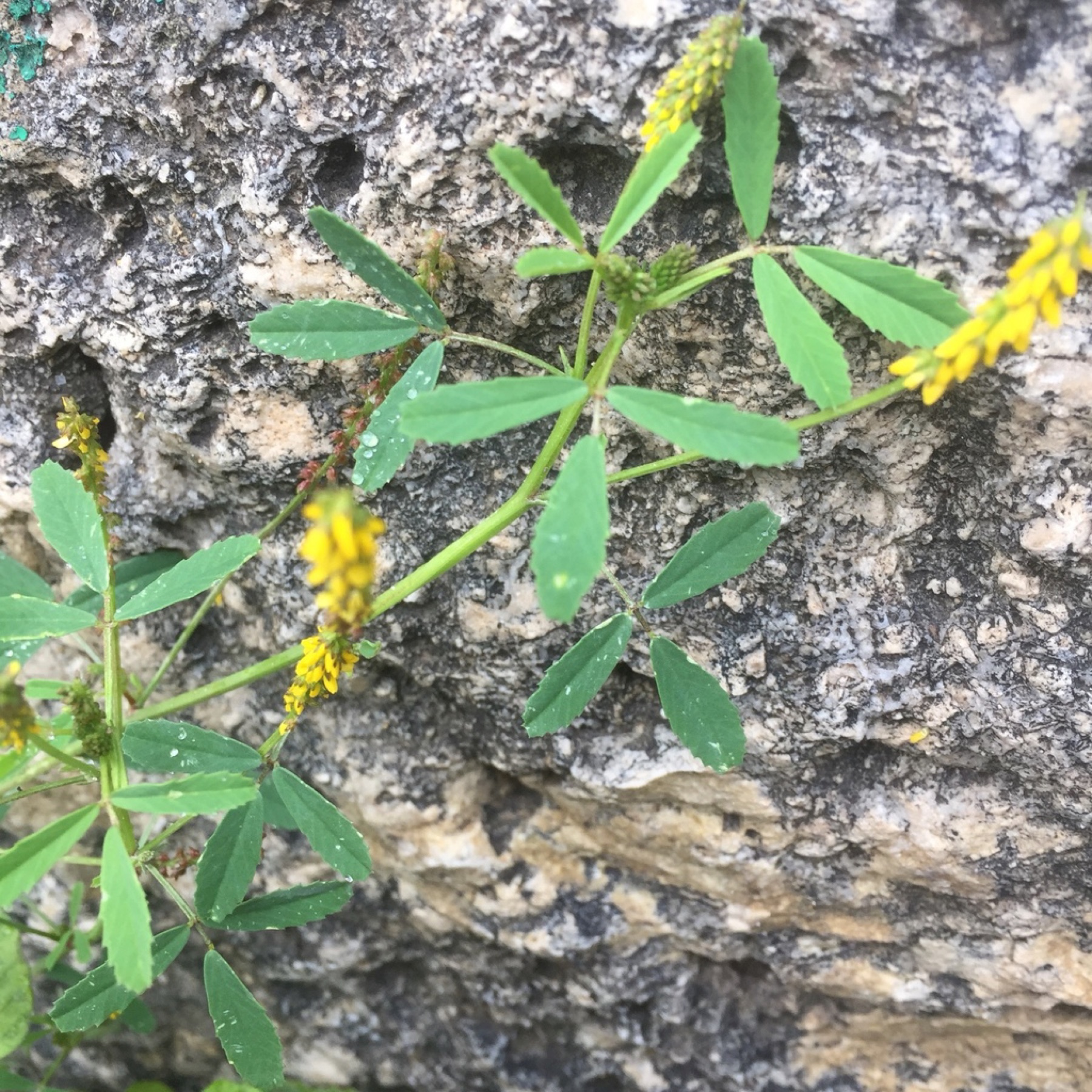 Small Melilot — photo 12