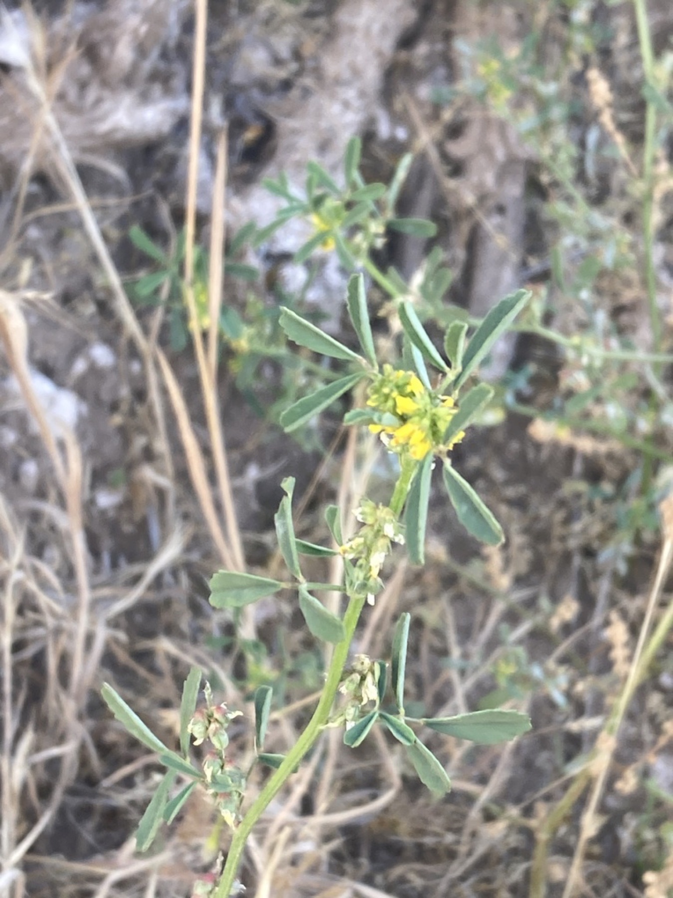 Small Melilot — photo 13