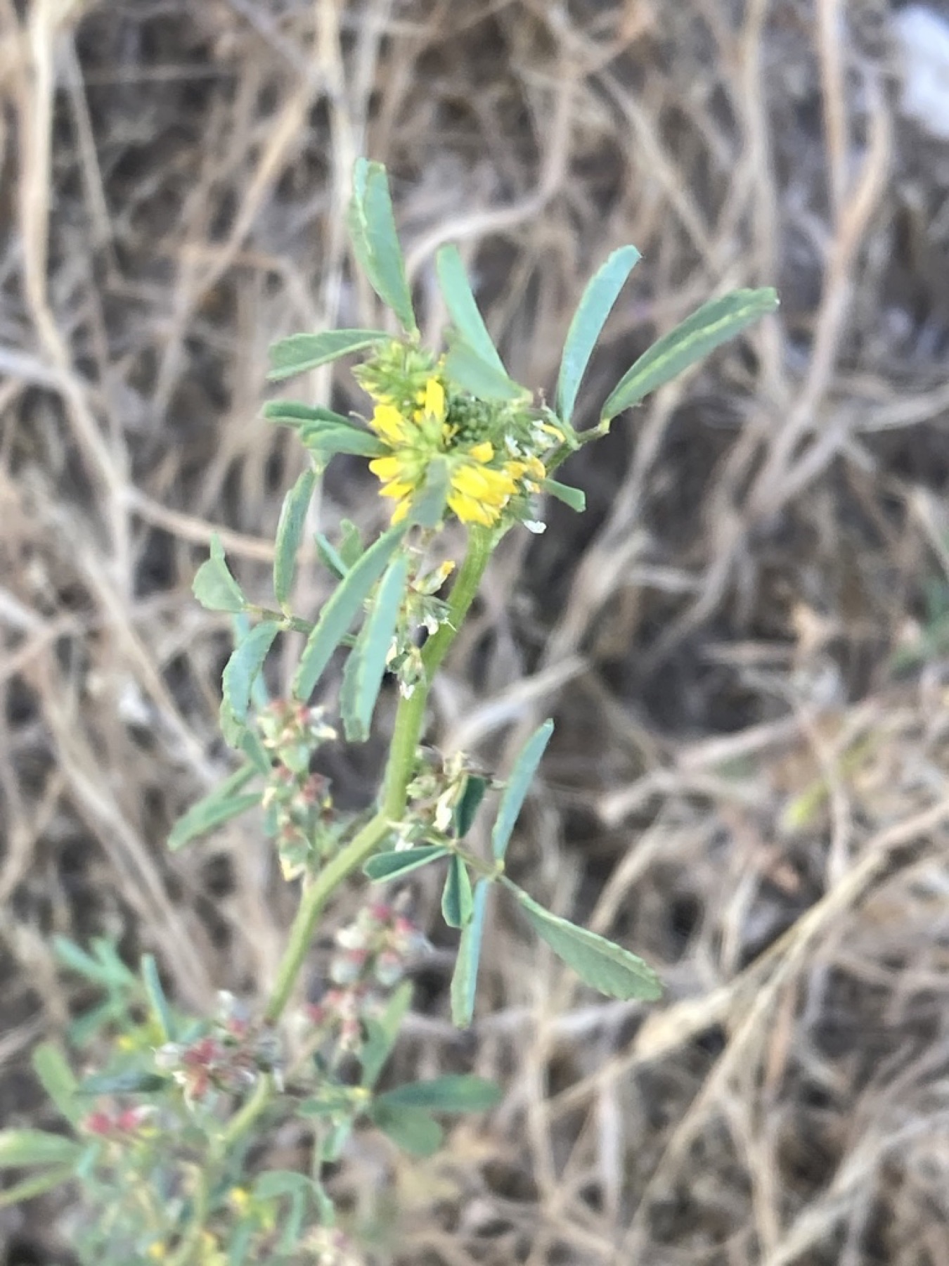 Small Melilot — photo 14