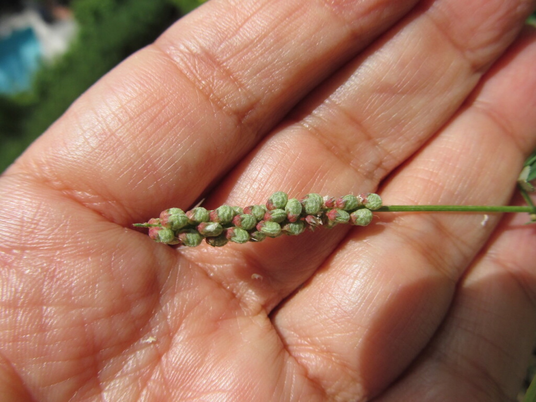 Small Melilot — photo 15