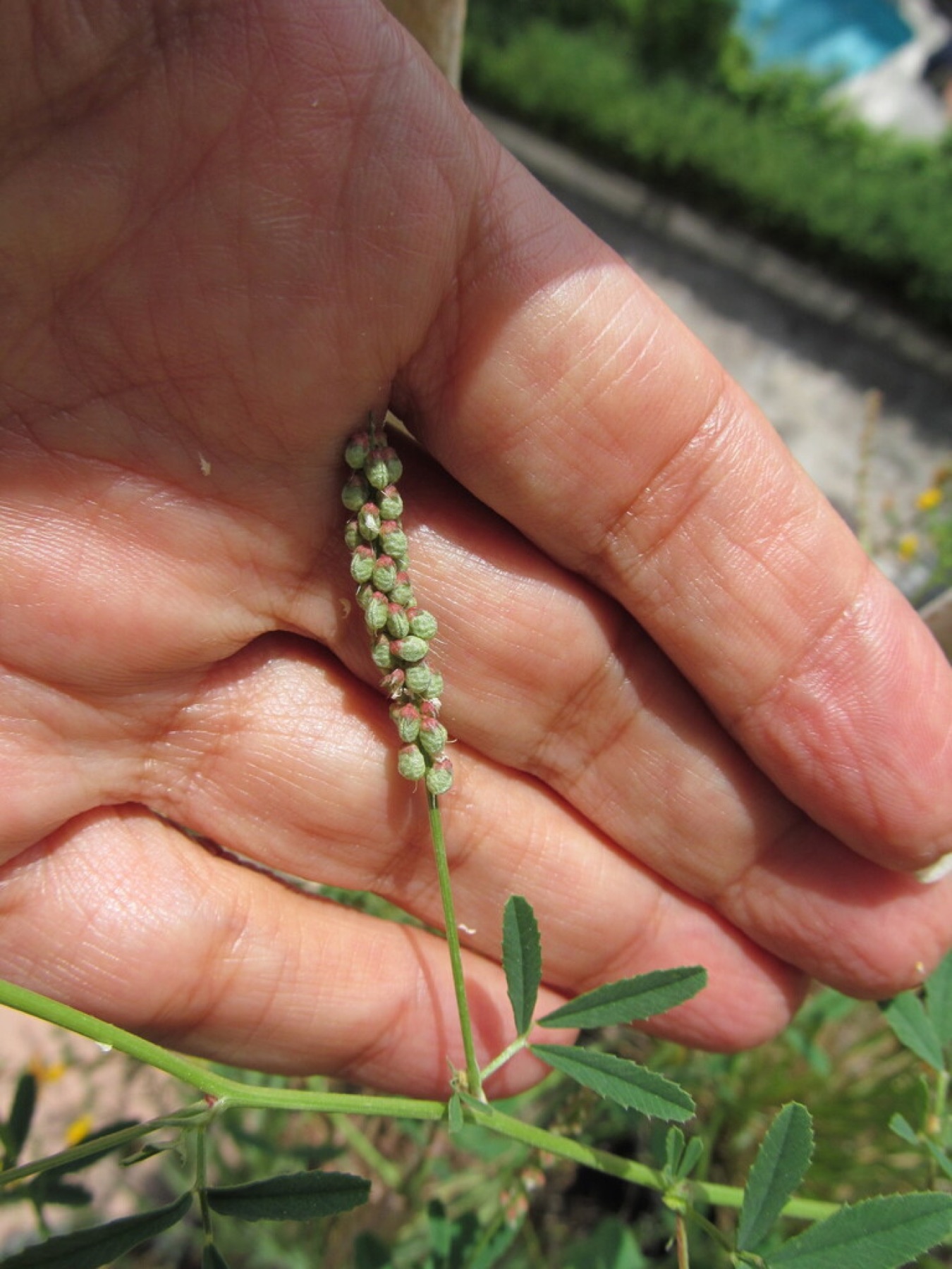 Small Melilot — photo 16