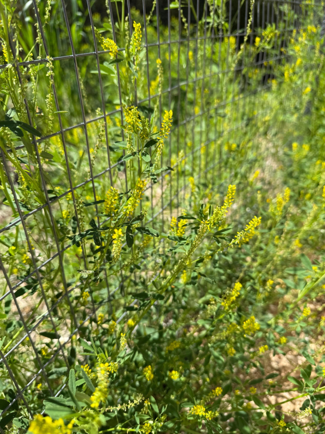 Small Melilot — photo 17