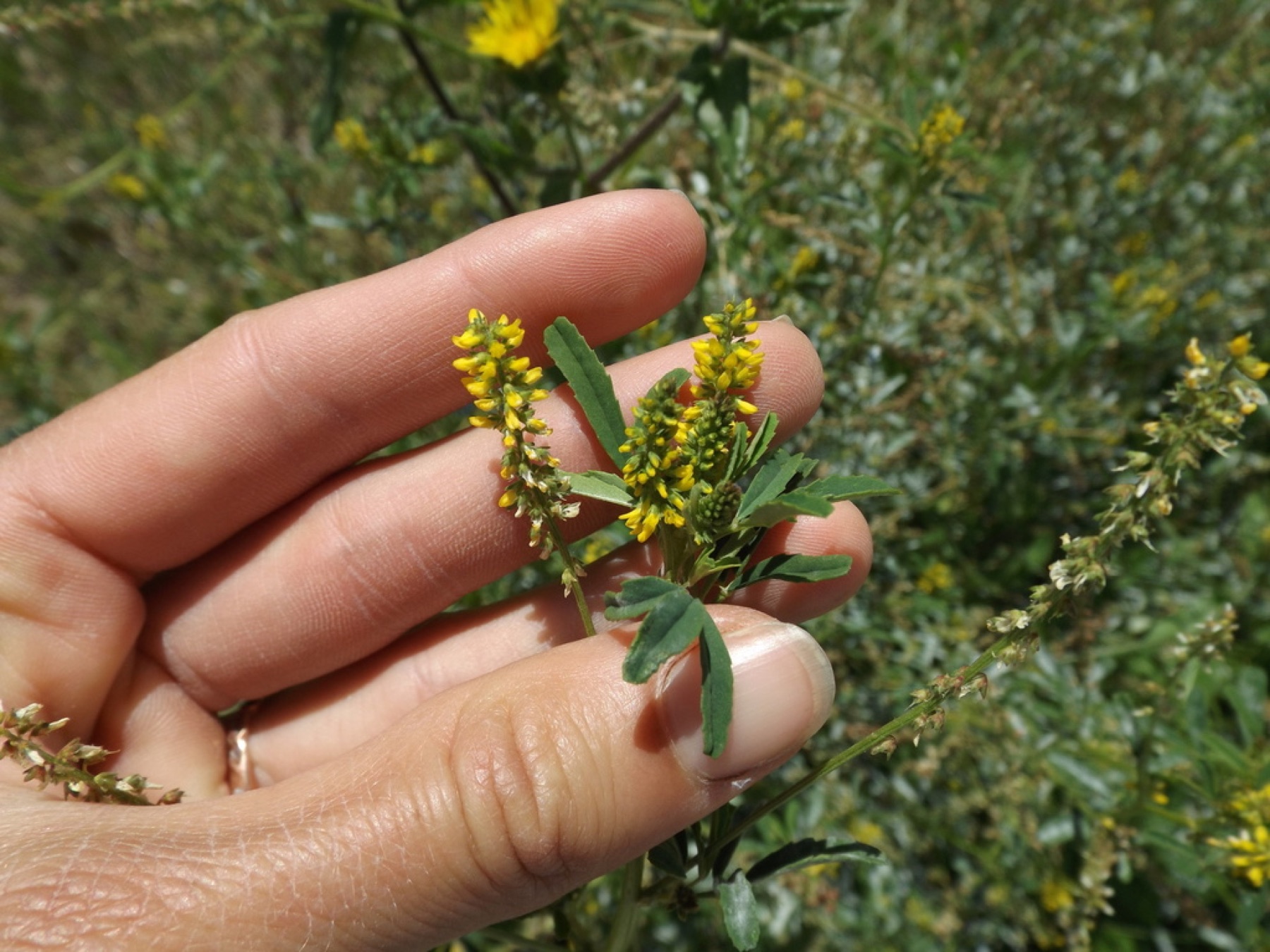 Small Melilot — photo 18