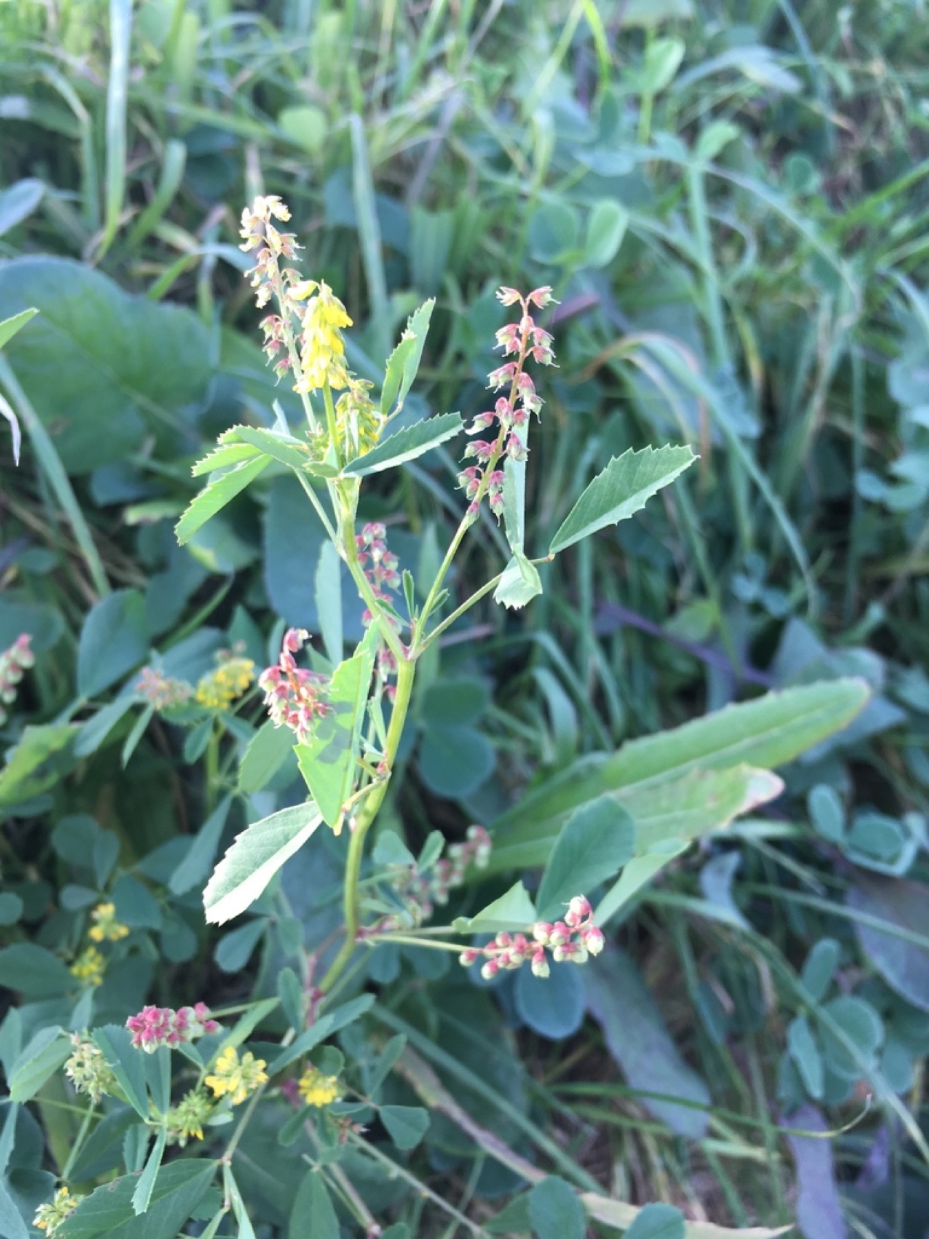 Small Melilot — photo 20