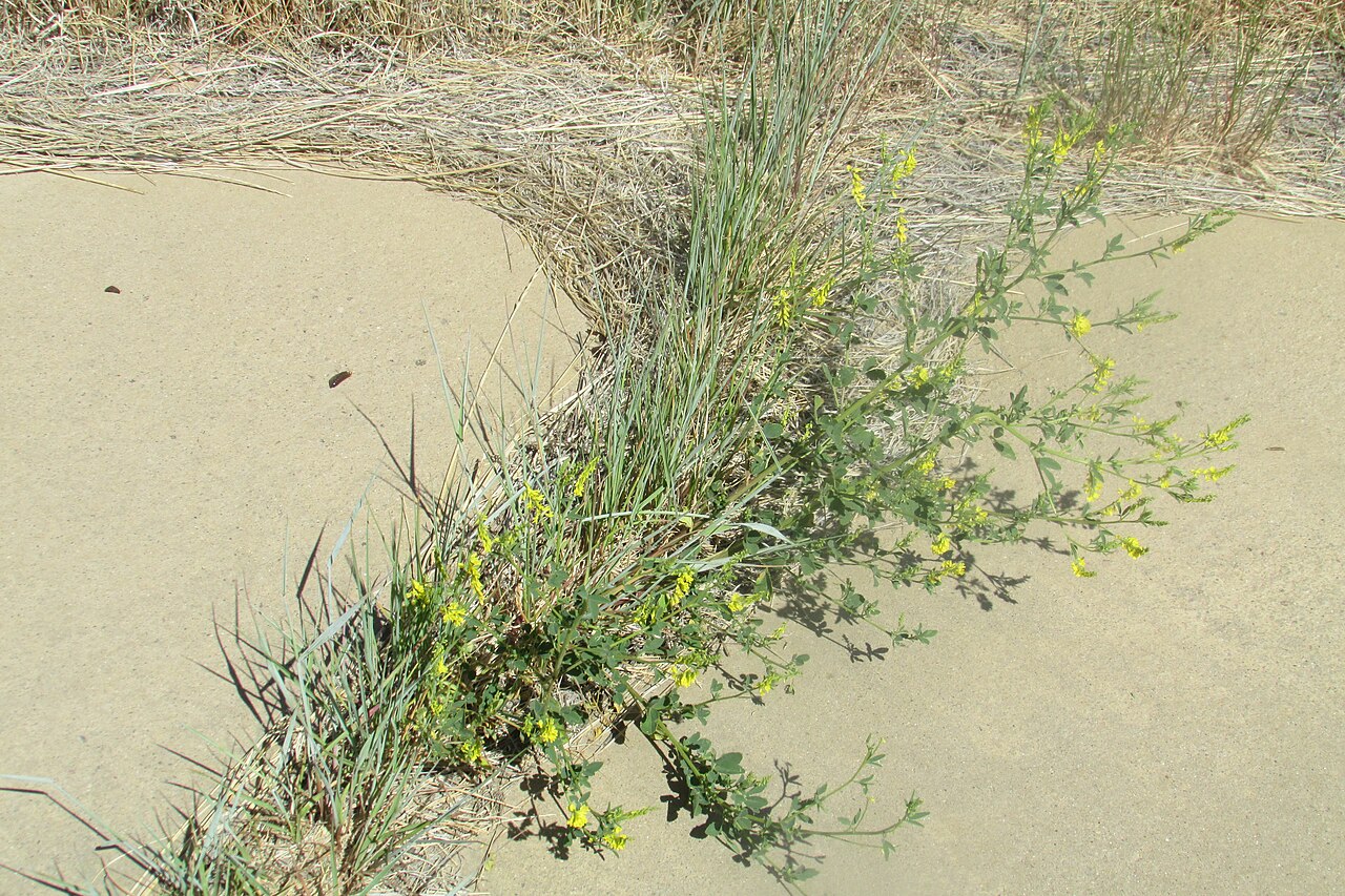 Small Melilot — photo 3