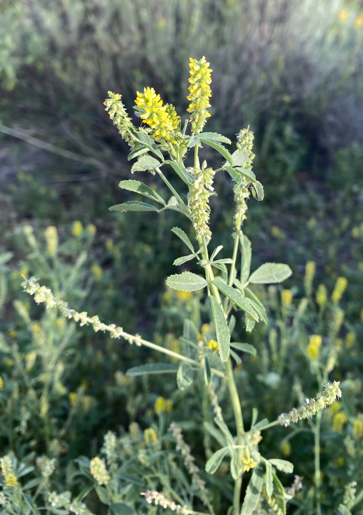 Small Melilot — photo 21
