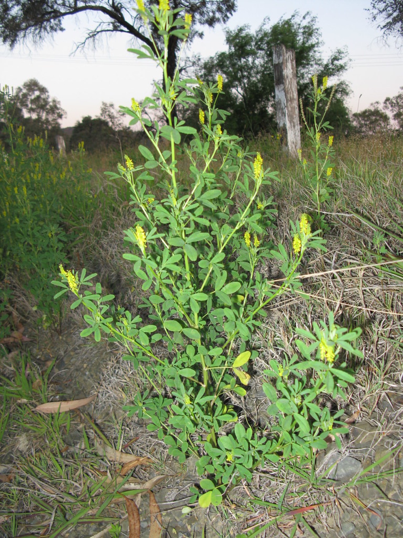 Small Melilot — photo 1