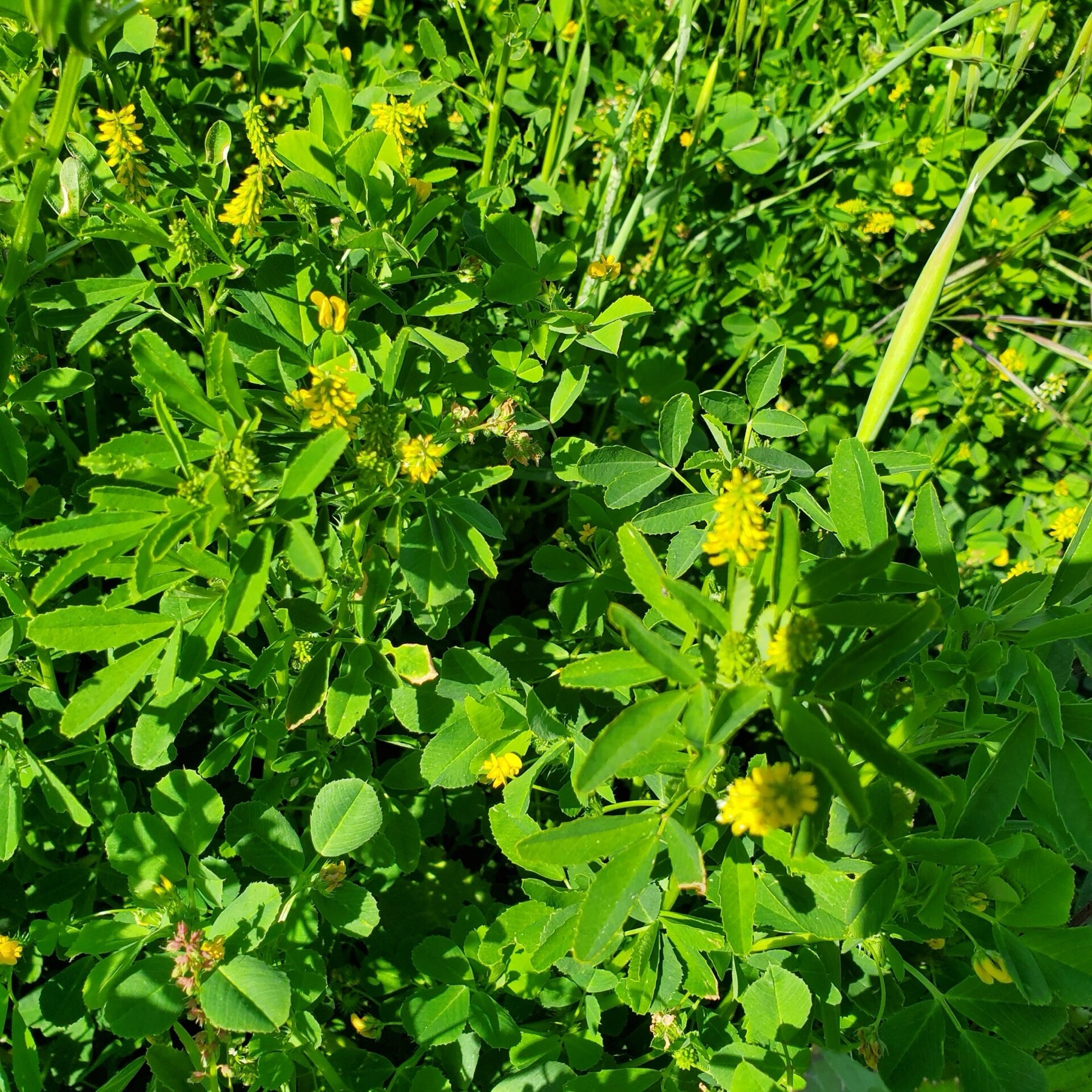 Small Melilot — photo 7
