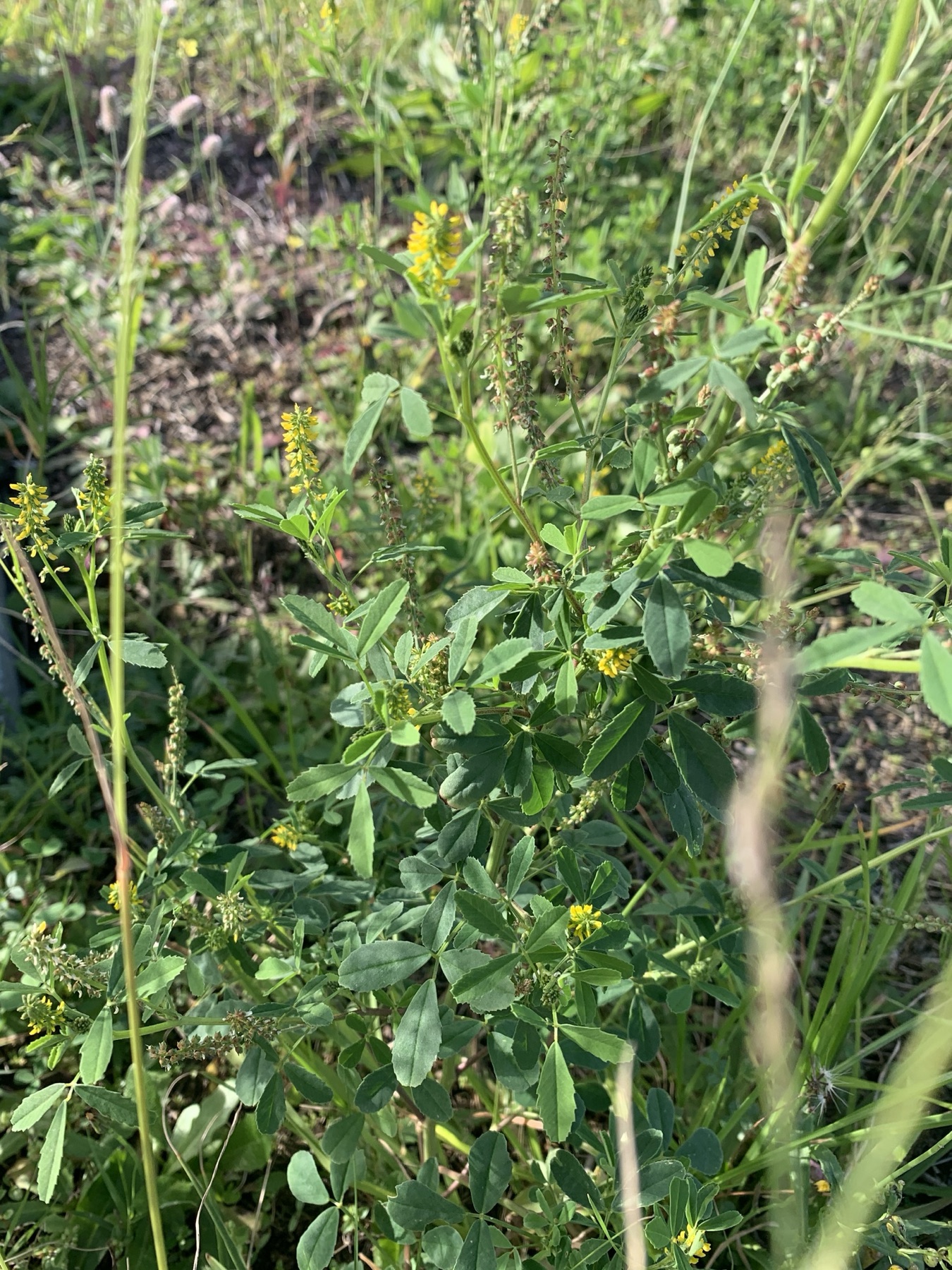 Small Melilot — photo 8