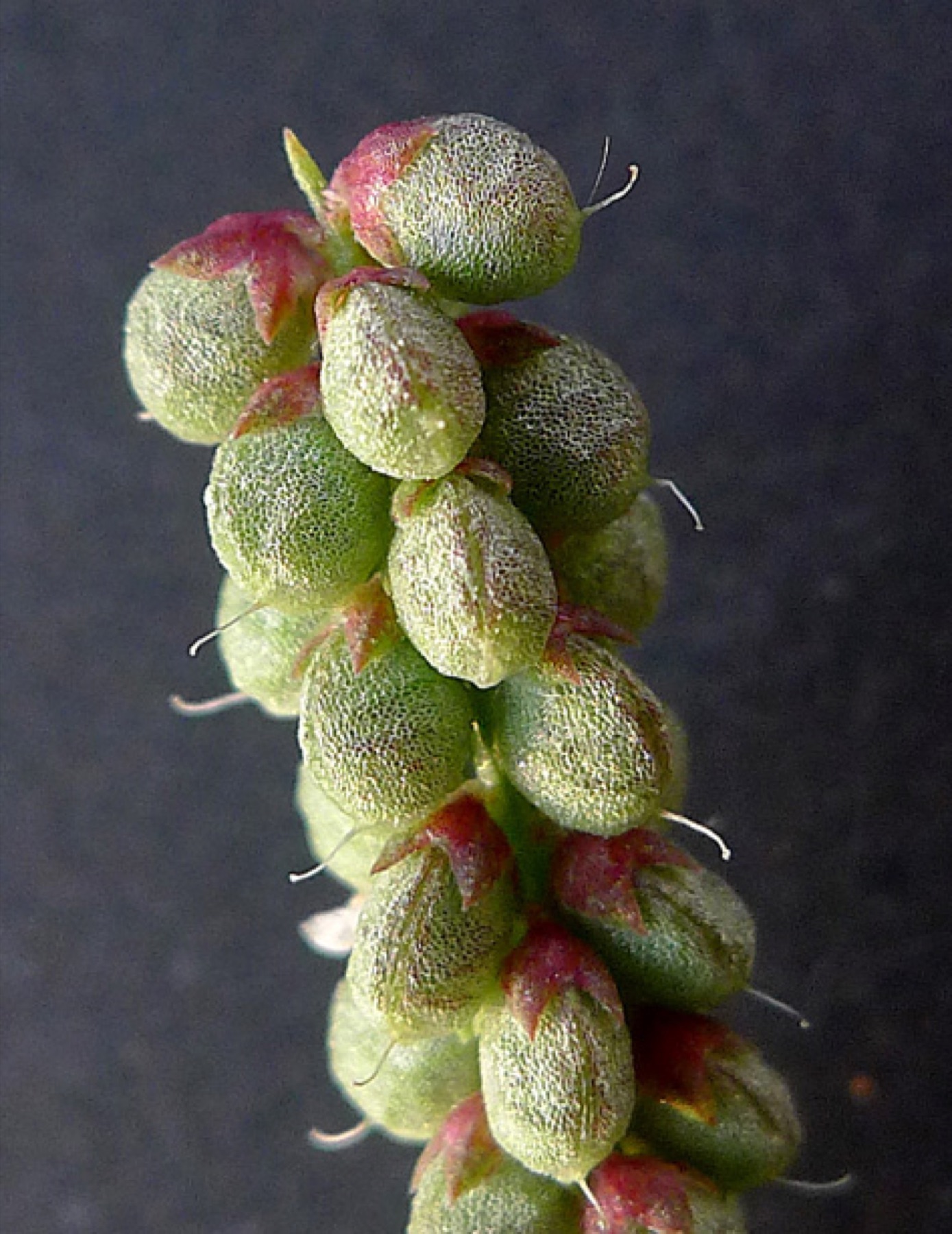 Small Melilot — photo 10
