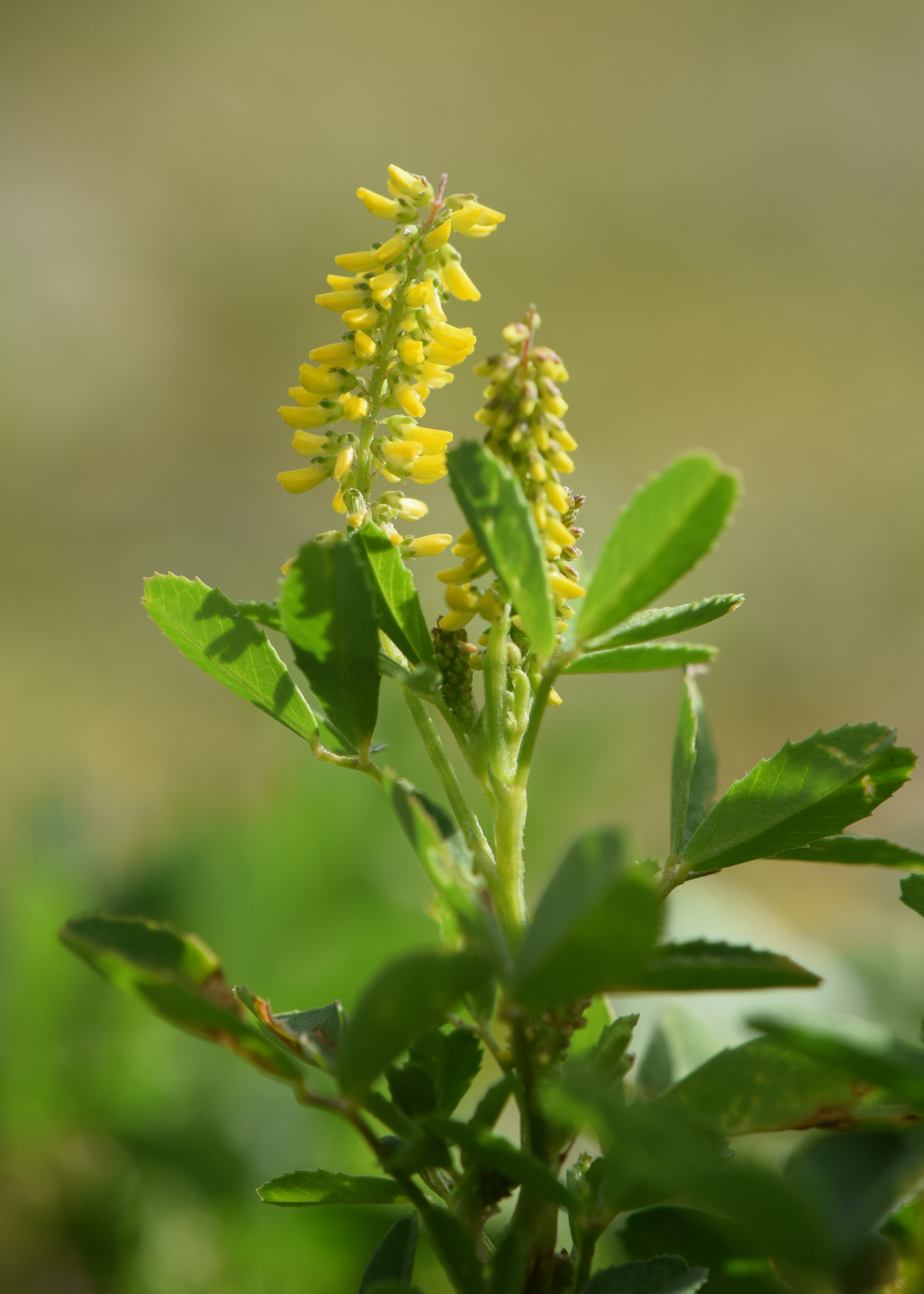Small Melilot — photo 2