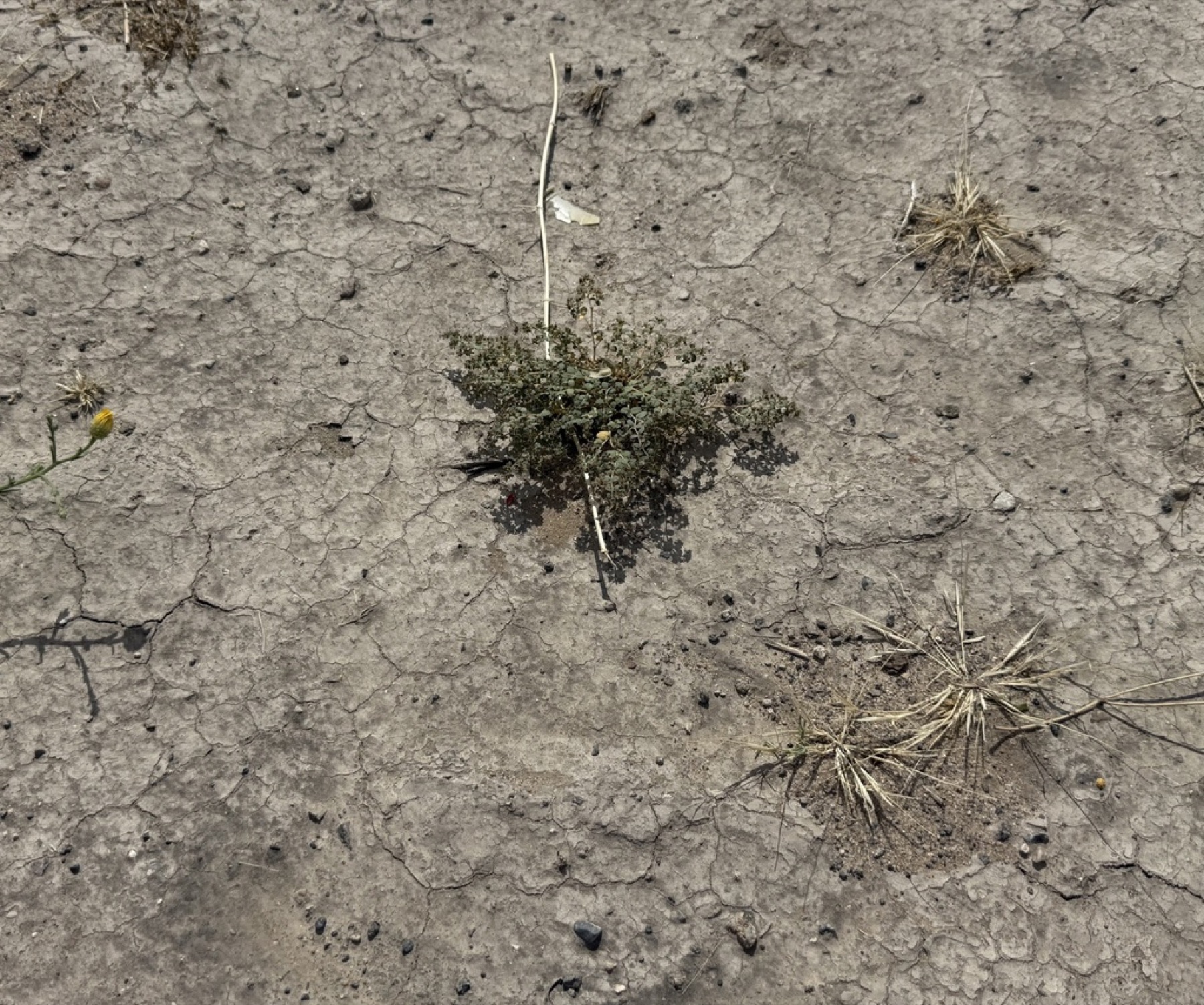 Smallseed Sandmat — photo 7