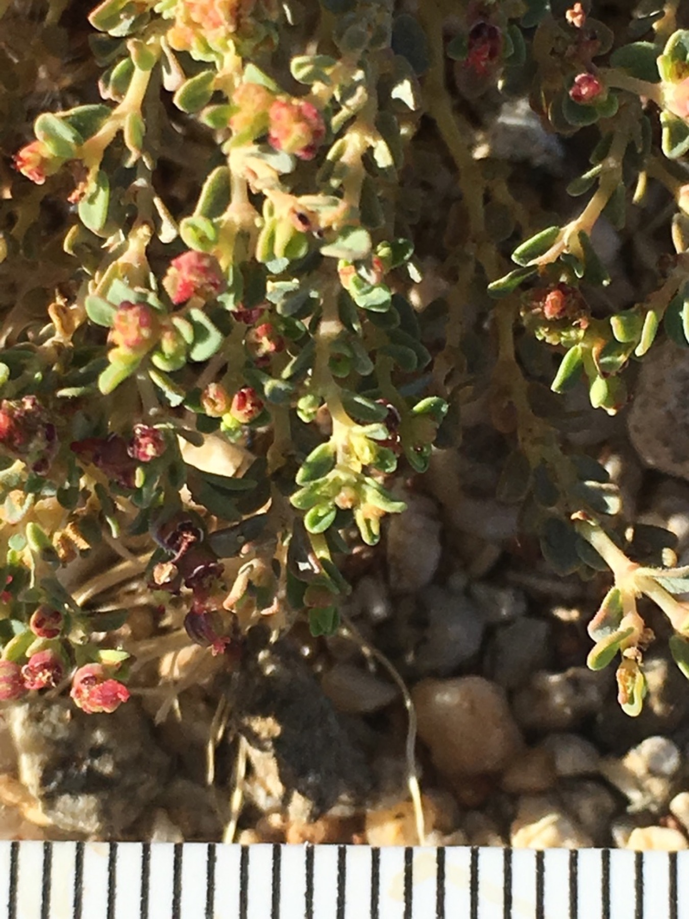 Smallseed Sandmat — photo 12