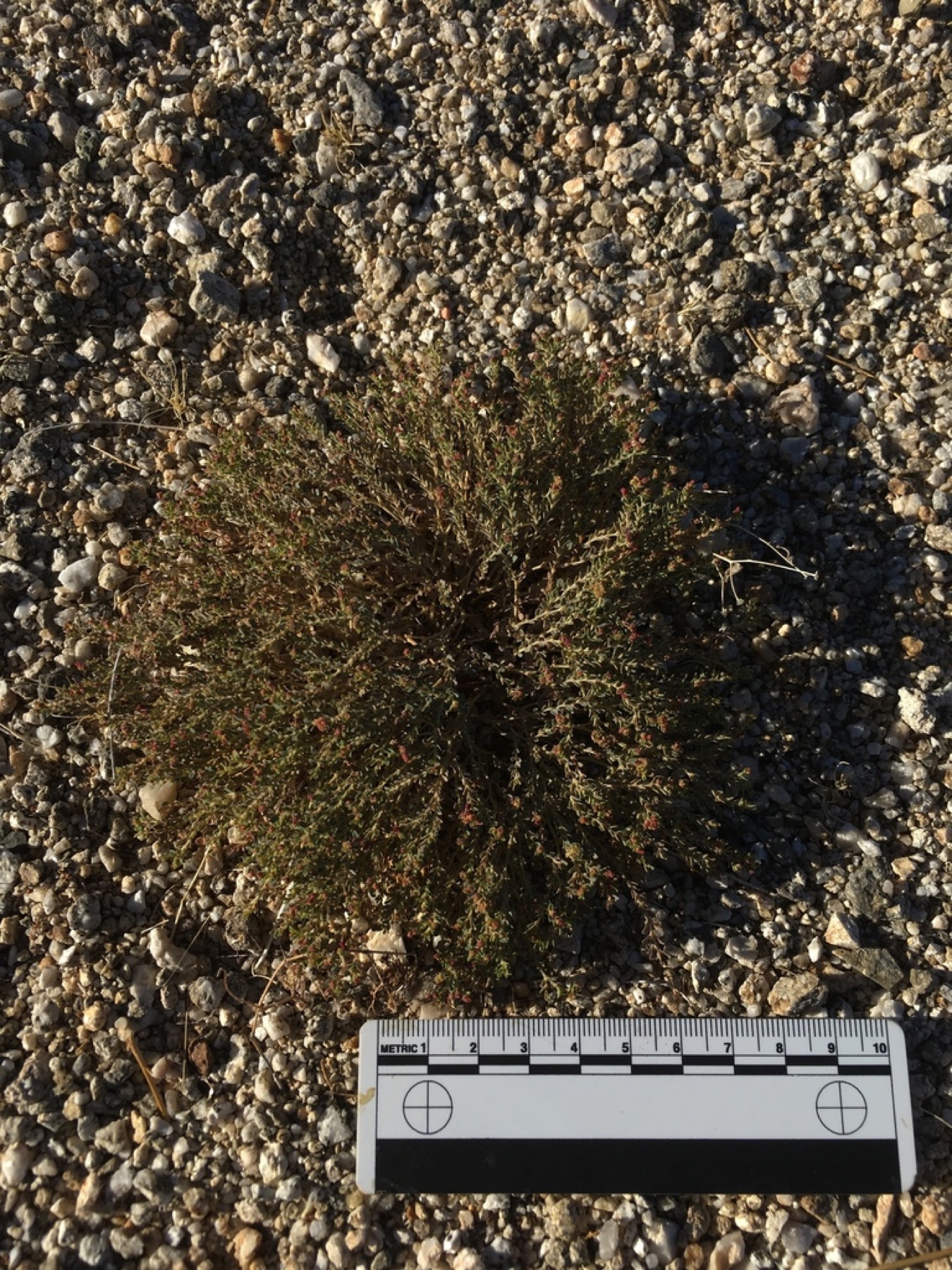Smallseed Sandmat — photo 13