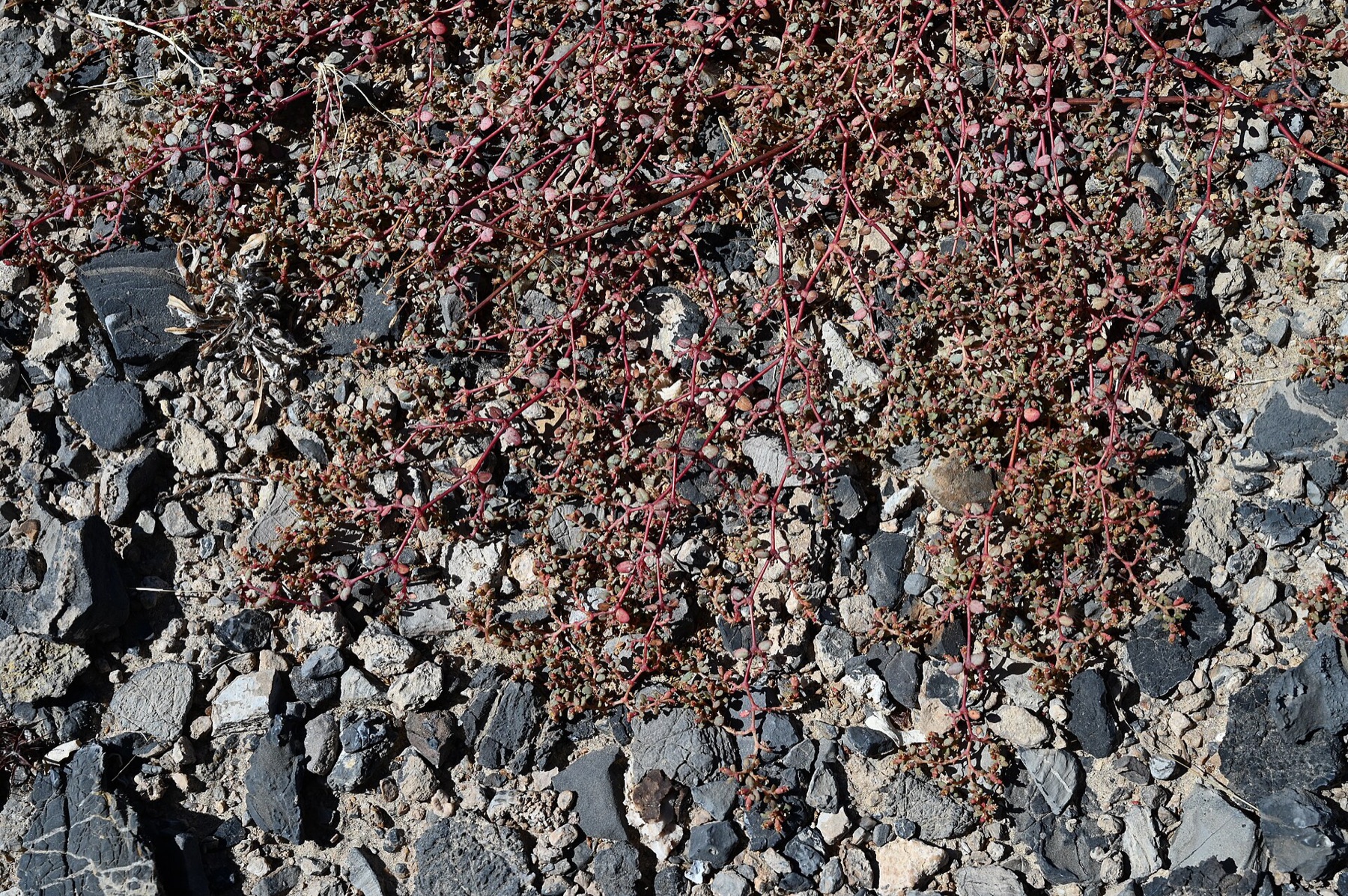 Smallseed Sandmat — photo 14