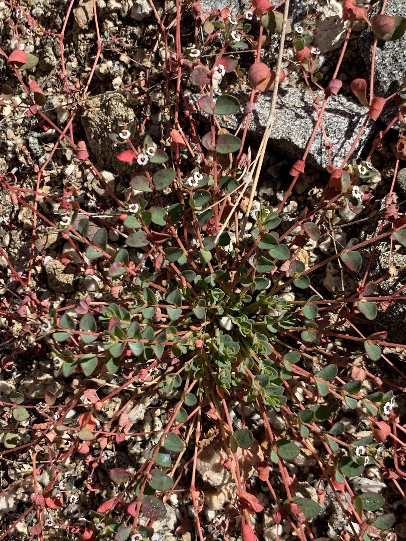 Smallseed Sandmat — photo 16