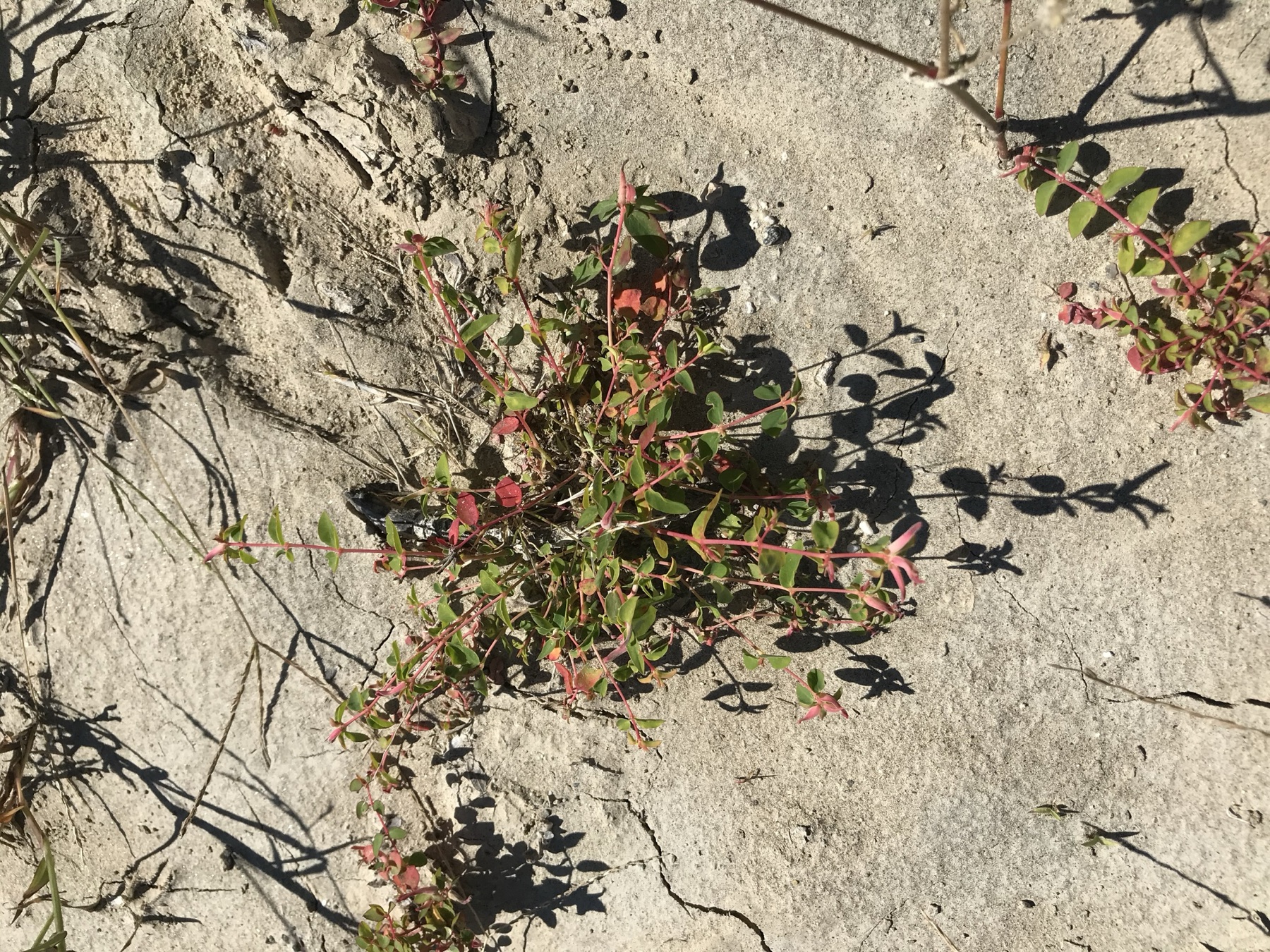 Smallseed Sandmat — photo 17