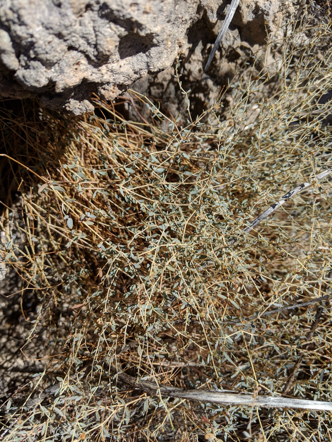 Smallseed Sandmat — photo 18
