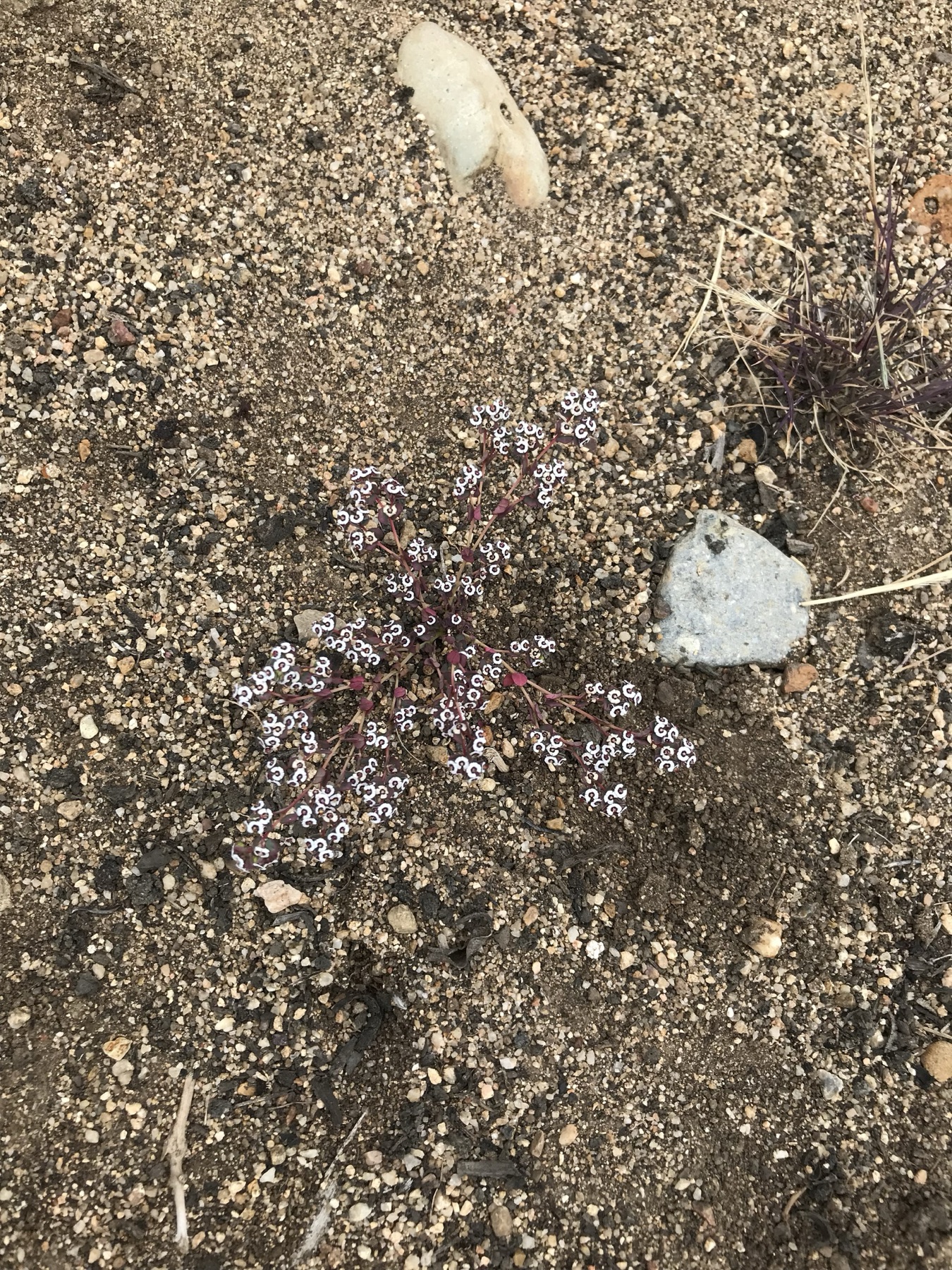 Smallseed Sandmat — photo 19