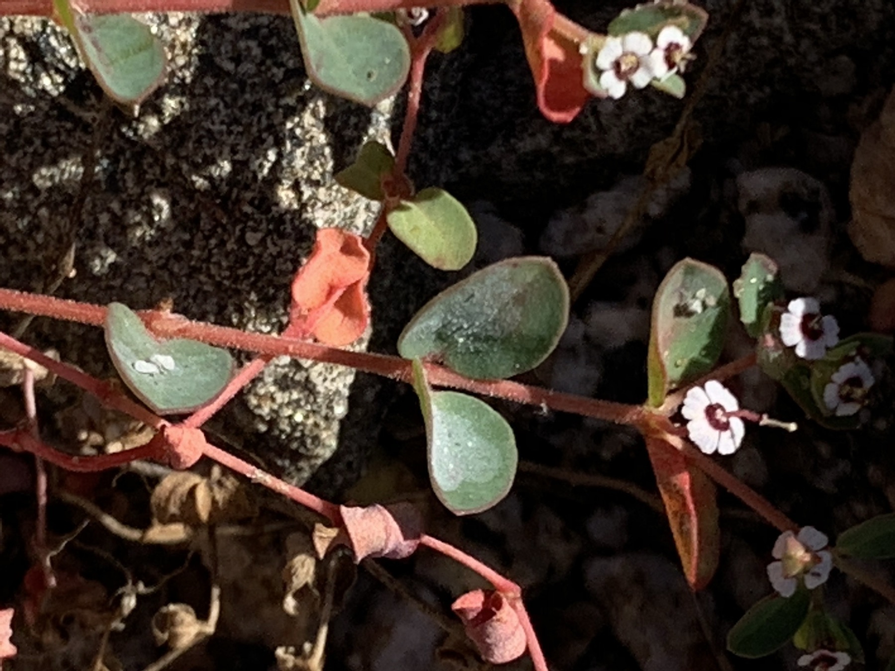 Smallseed Sandmat — photo 21