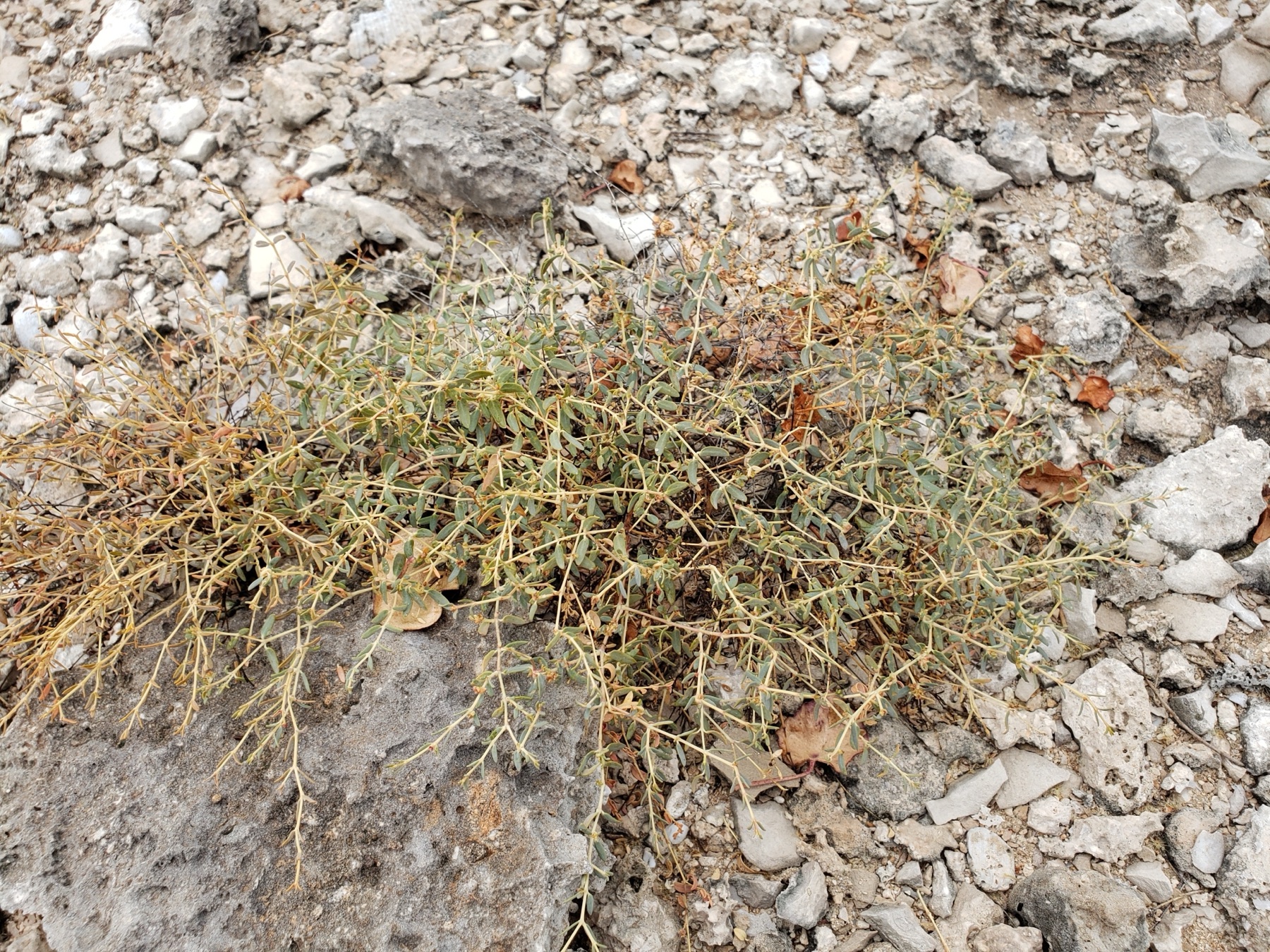 Smallseed Sandmat — photo 22