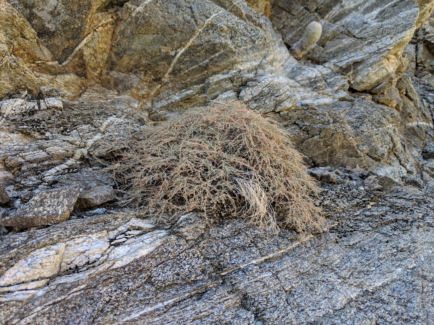 Smallseed Sandmat — photo 23