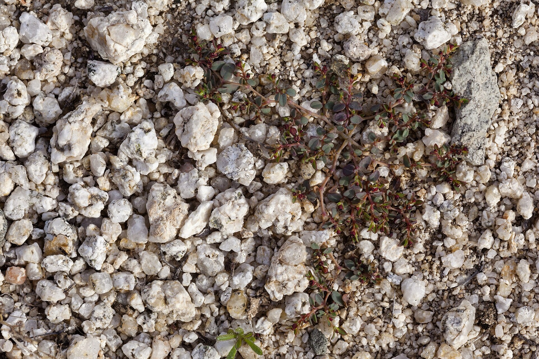 Smallseed Sandmat — photo 3