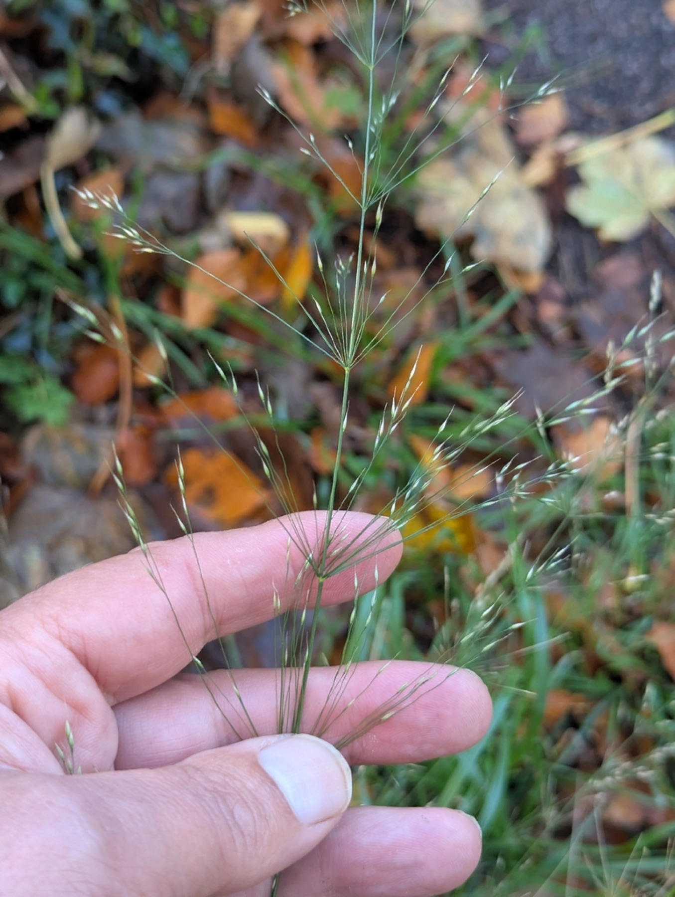 Smilo Grass — photo 11