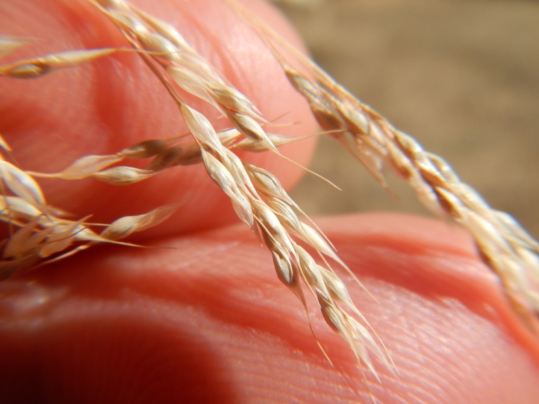 Smilo Grass — photo 12