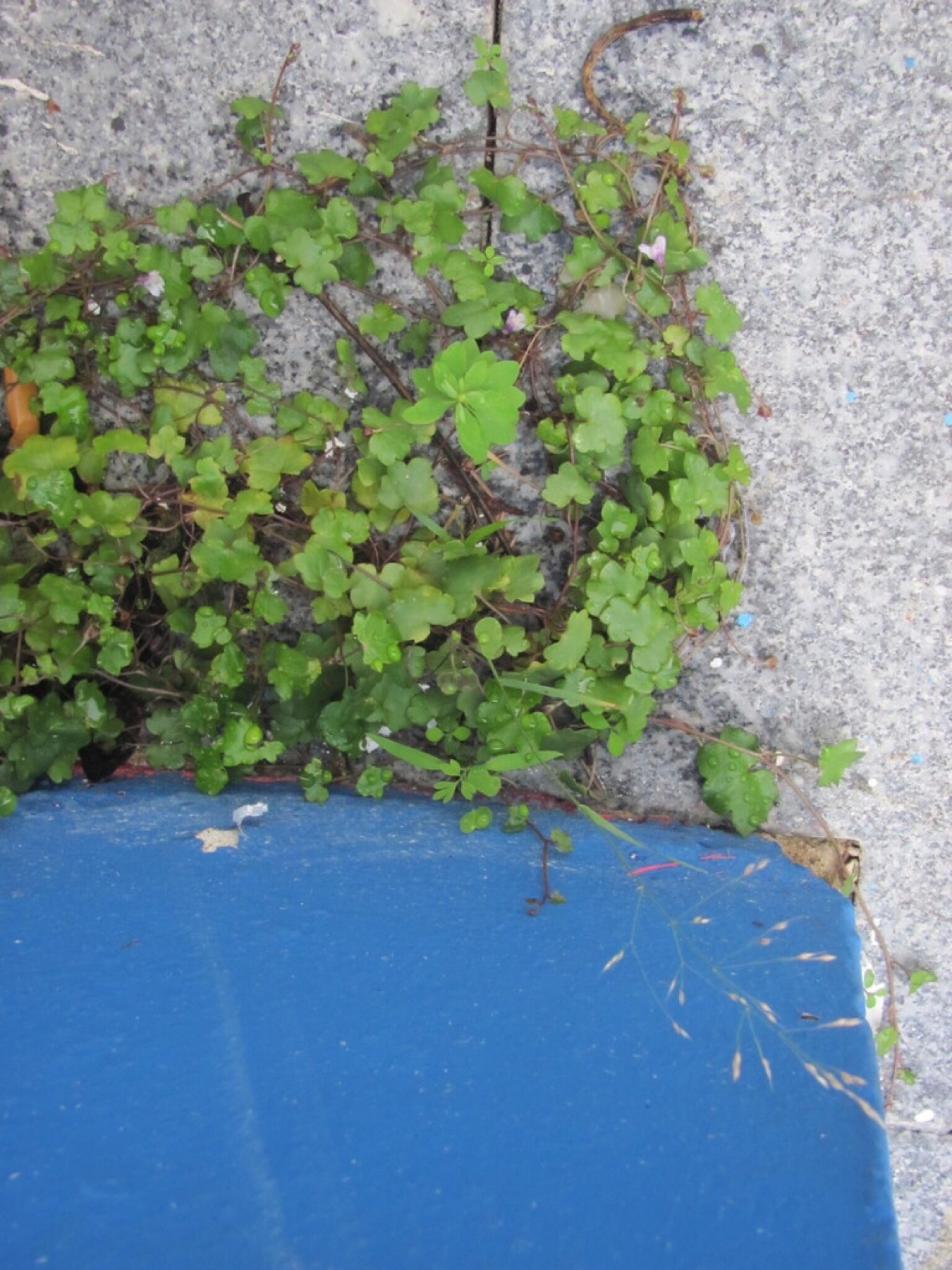 Smilo Grass — photo 13