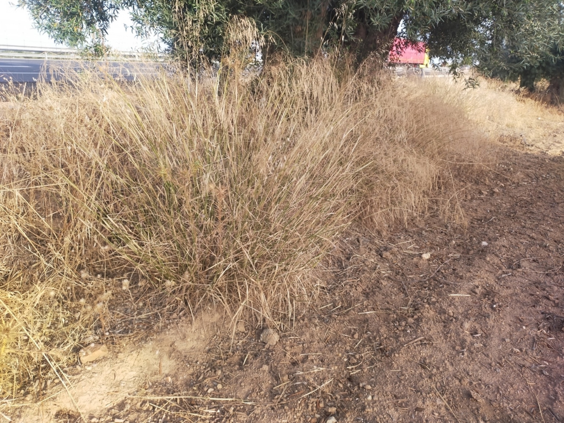 Smilo Grass — photo 15