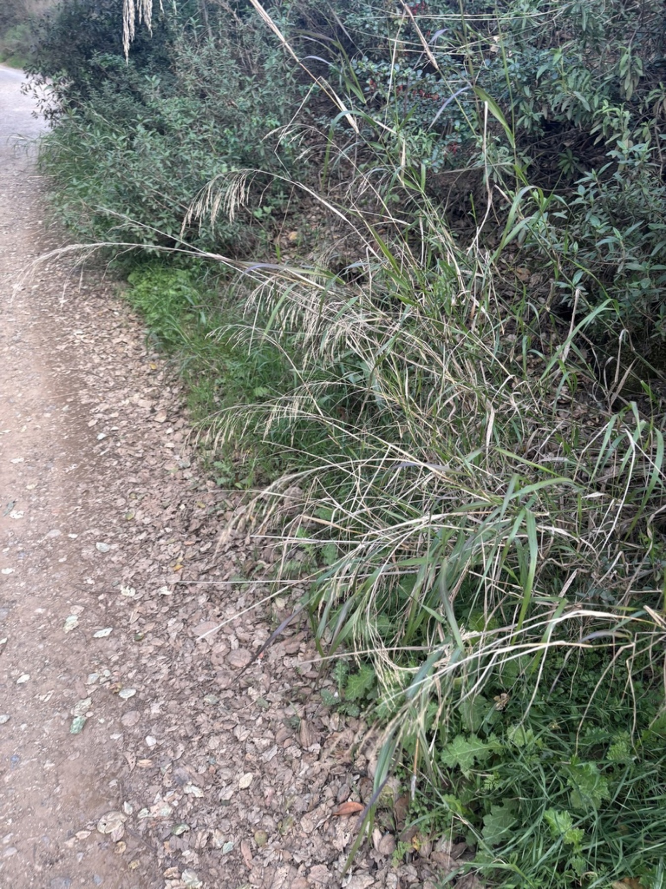 Smilo Grass — photo 16