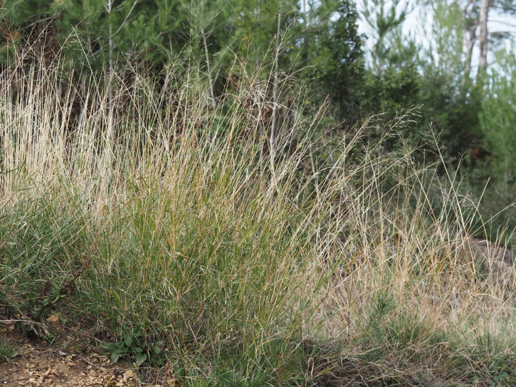 Smilo Grass
