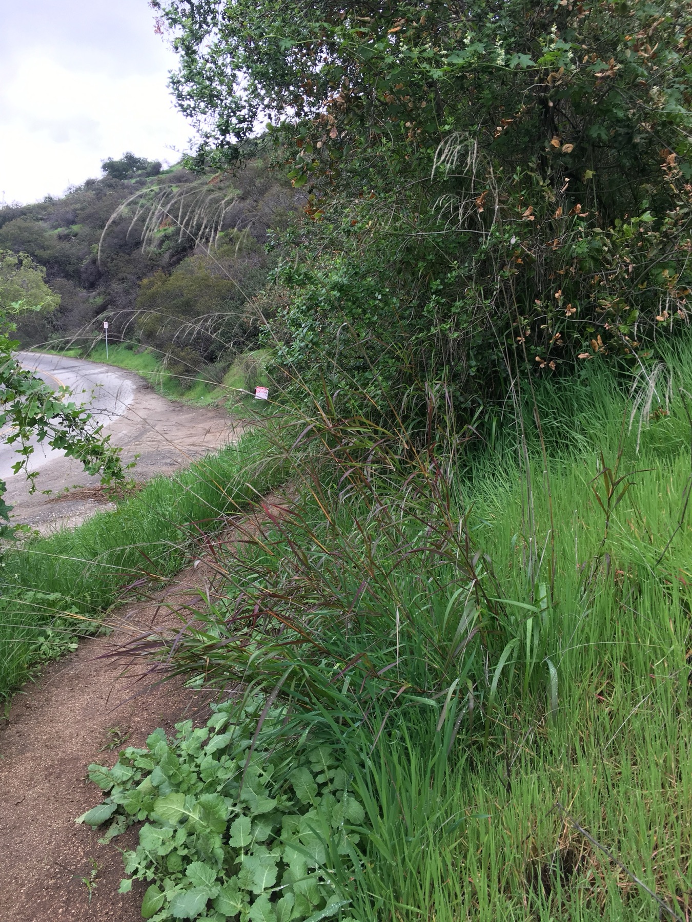 Smilo Grass — photo 17