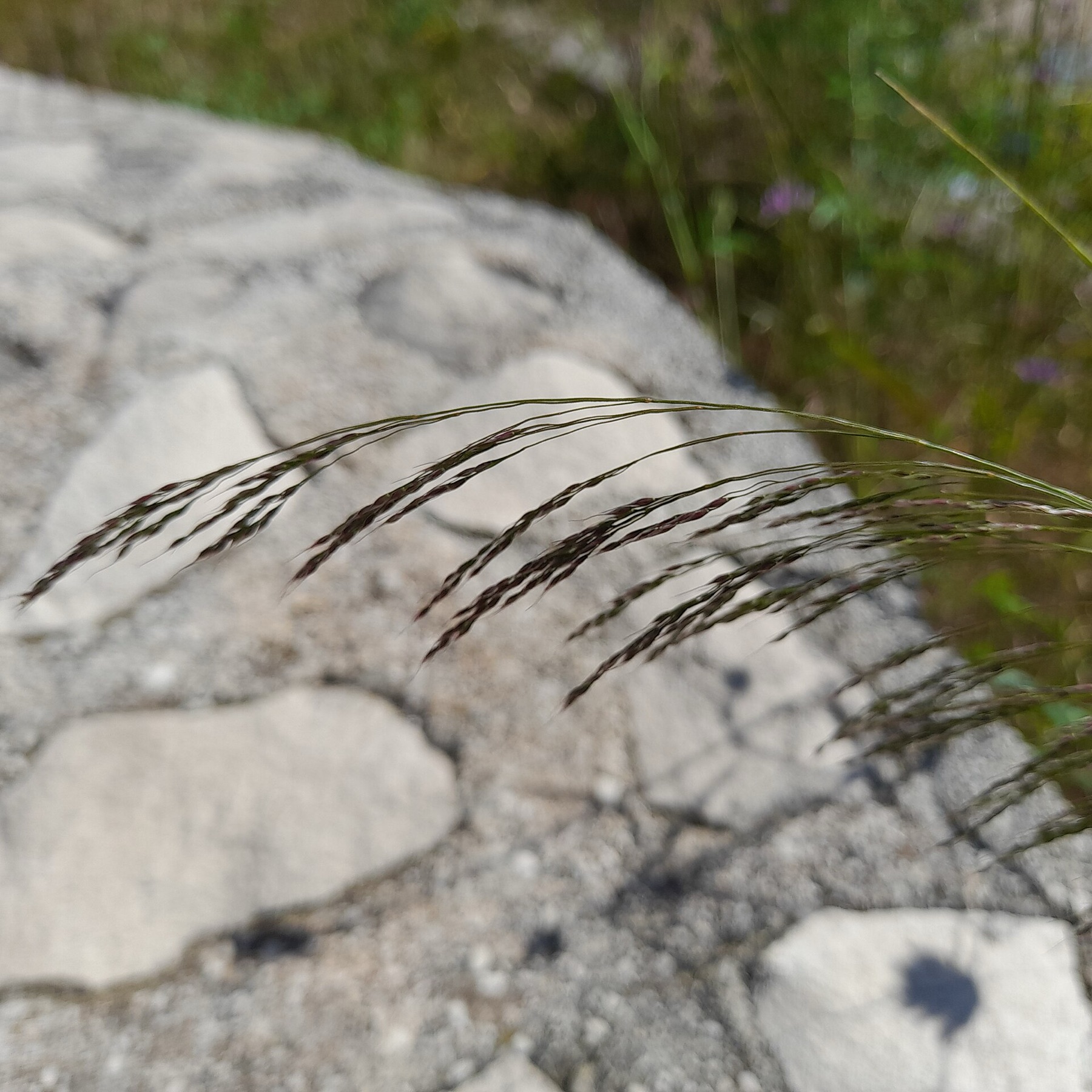 Smilo Grass — photo 18