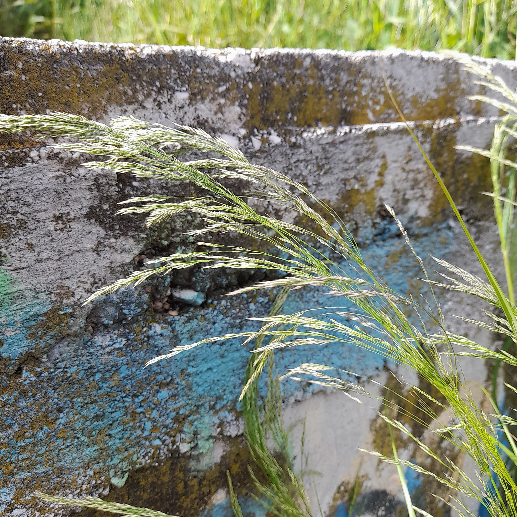 Smilo Grass — photo 19