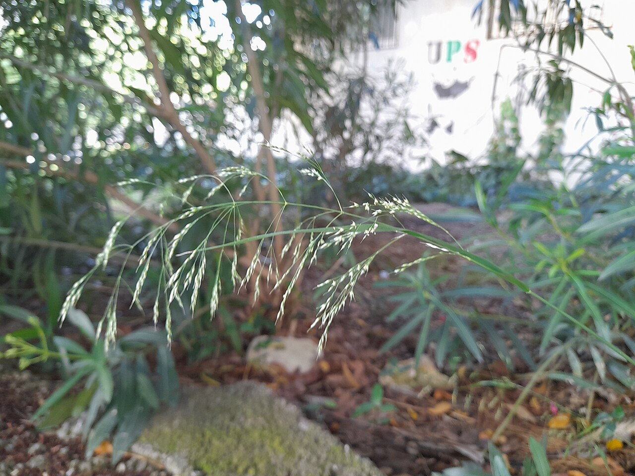 Smilo Grass — photo 3