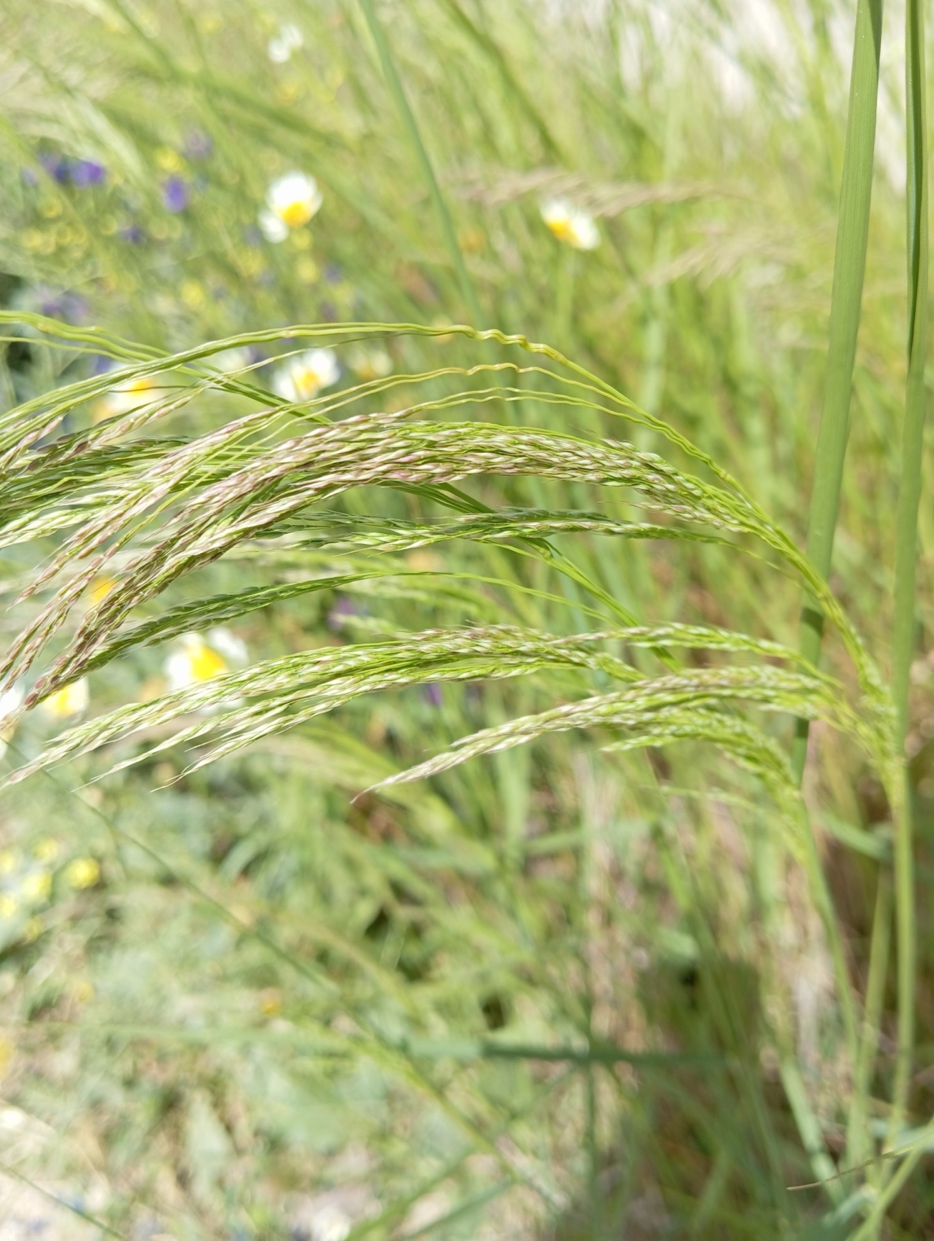 Smilo Grass — photo 20