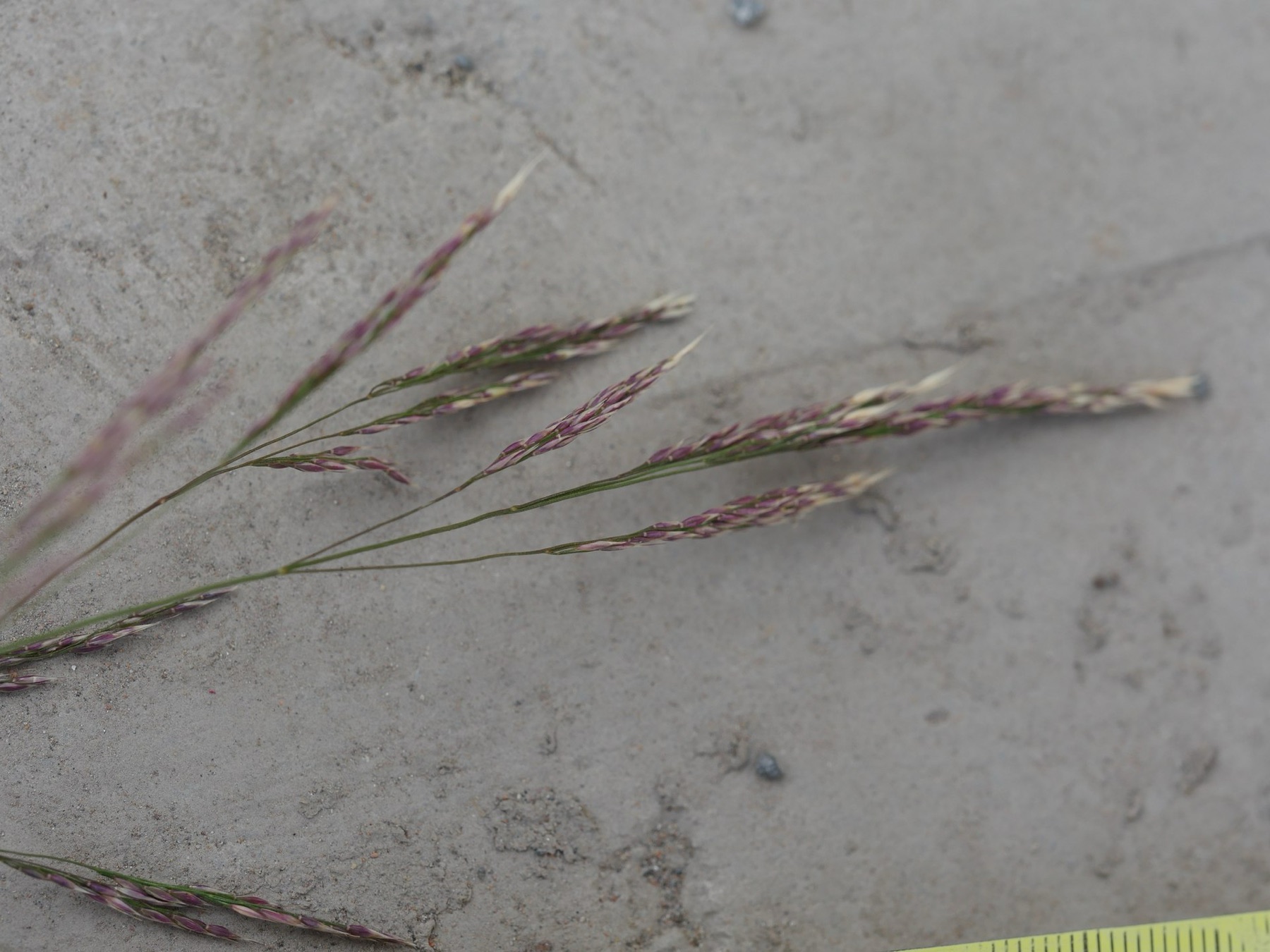 Smilo Grass — photo 21