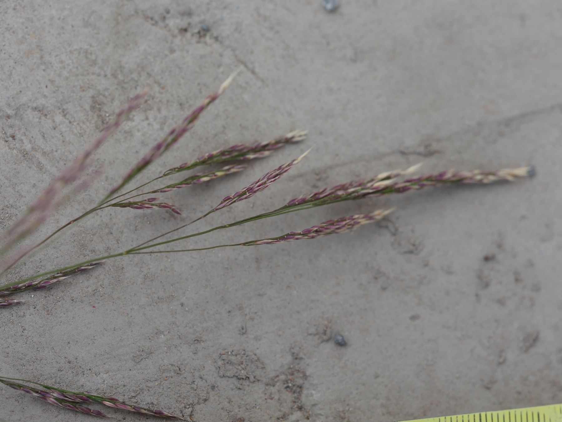 Smilo Grass — photo 22