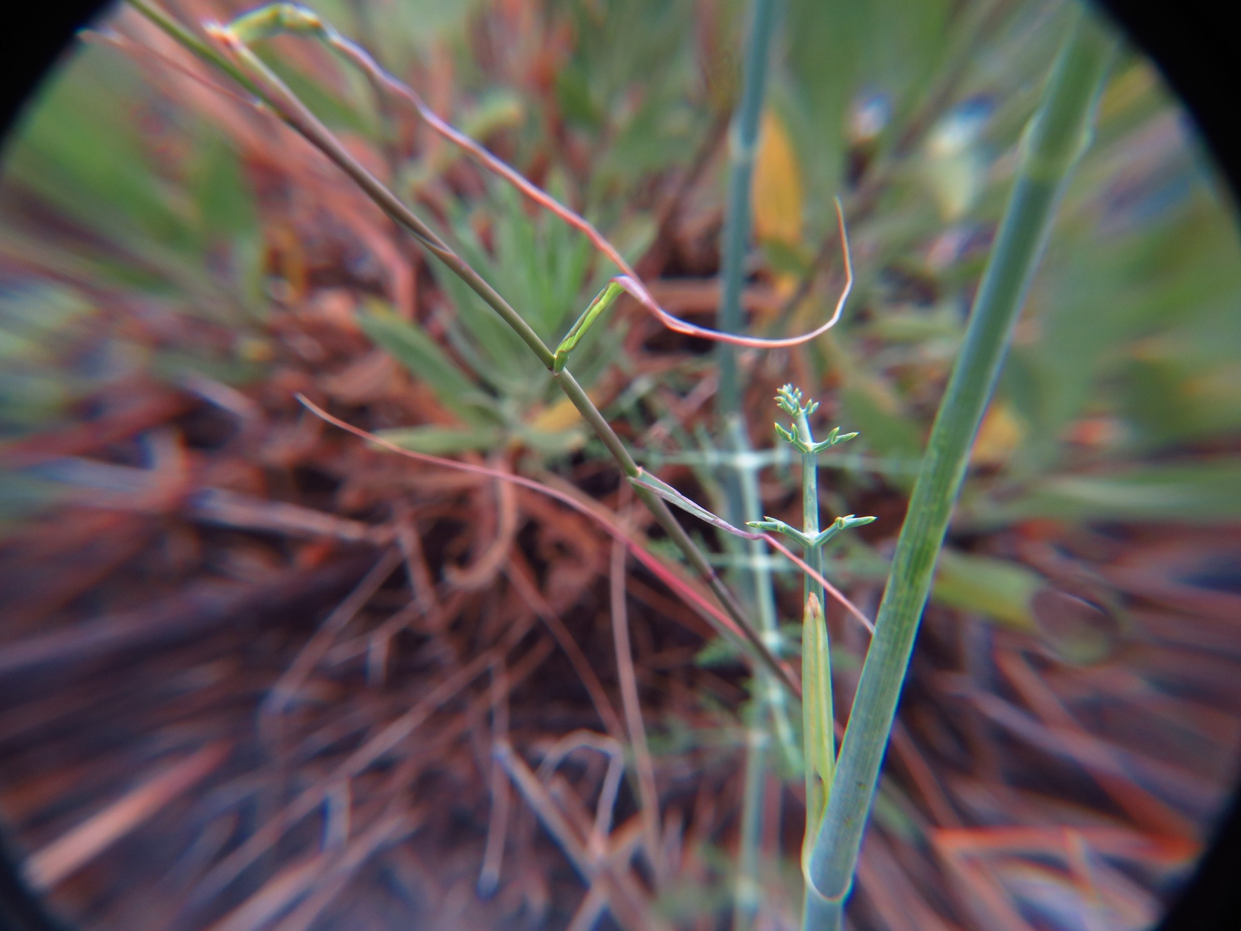 Smilo Grass — photo 23