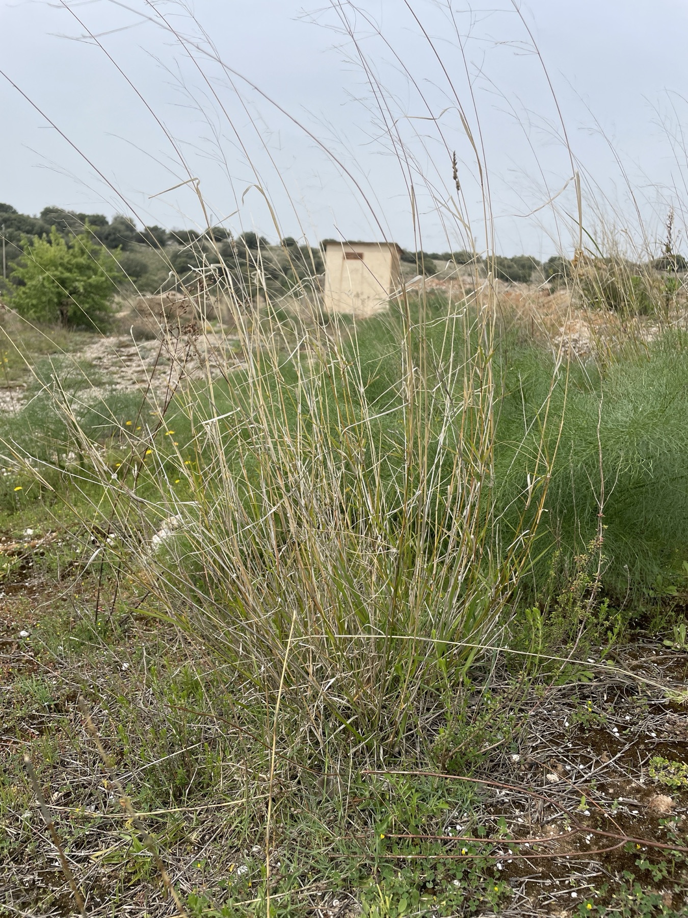 Smilo Grass — photo 24