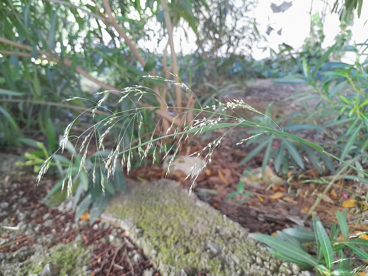 Smilo Grass — photo 4
