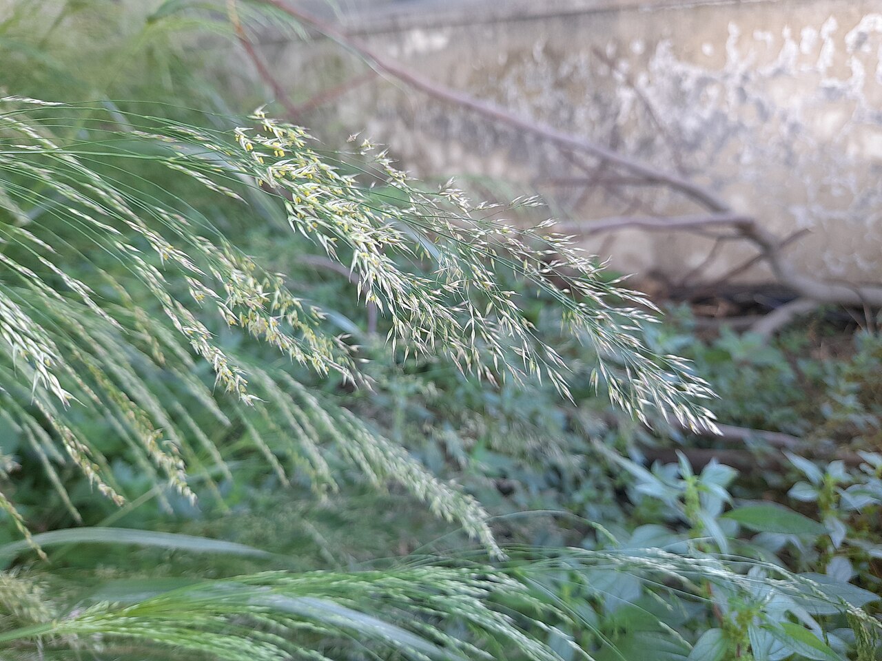 Smilo Grass — photo 5