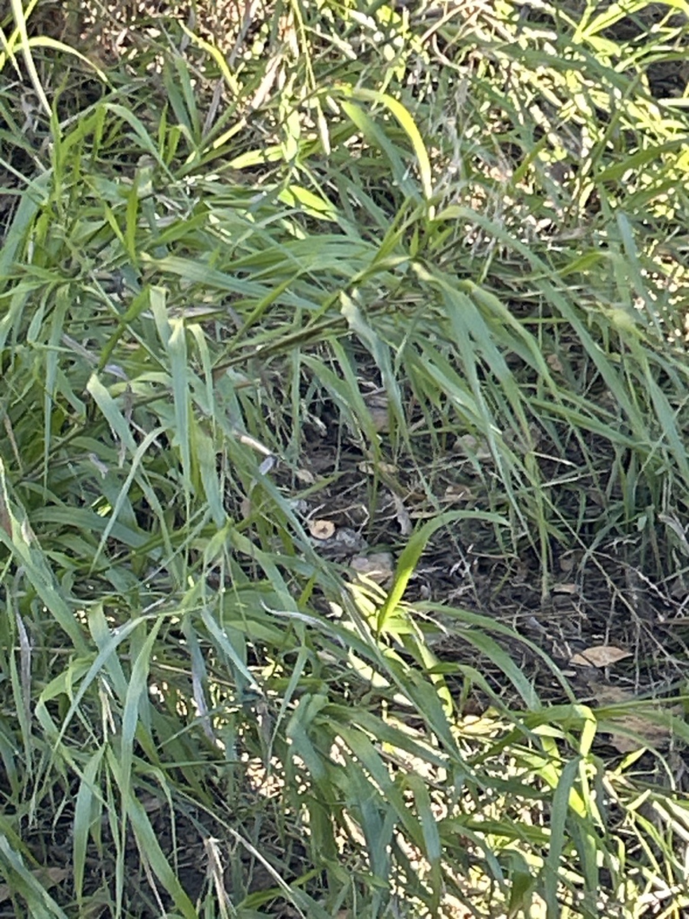 Smilo Grass — photo 6