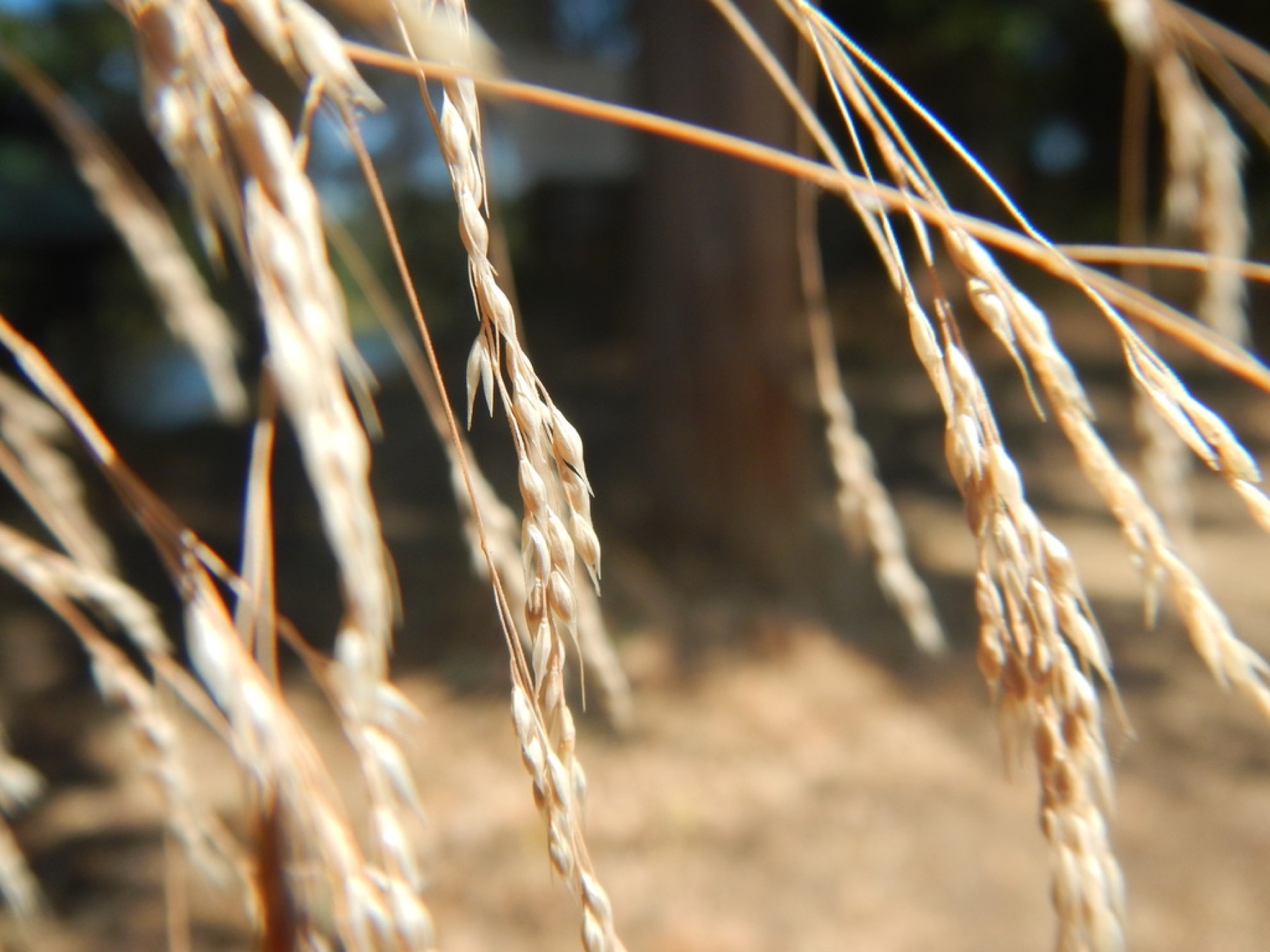 Smilo Grass — photo 7