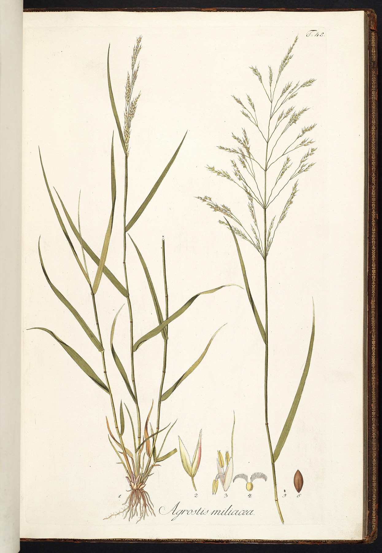 Smilo Grass — photo 8
