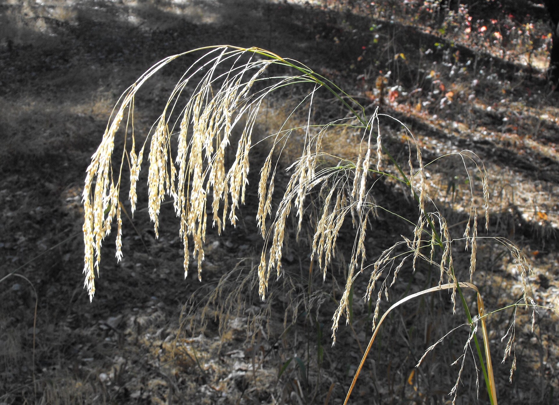 Smilo Grass — photo 9