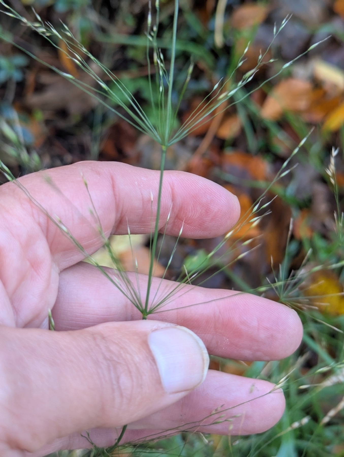 Smilo Grass — photo 10